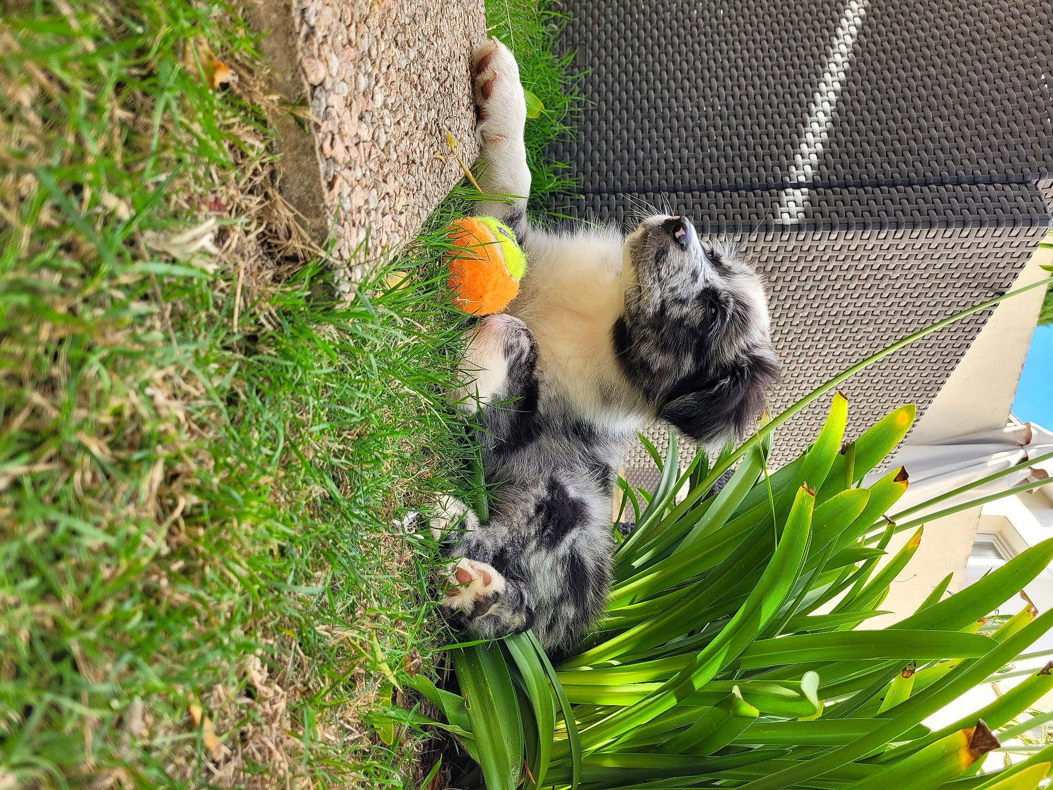 Typhon a rejoint le concours — aidez-le/la à gagner de superbes lots ! animal_shelter, cage, carnivore, cat, domestic_short_haired_cat, fawn, felidae, fur, garden, grass, groundcover, herb, mesh, pet_supply, plant, small_to_medium_sized_cats, tail, terrestrial_animal, whiskers, yard