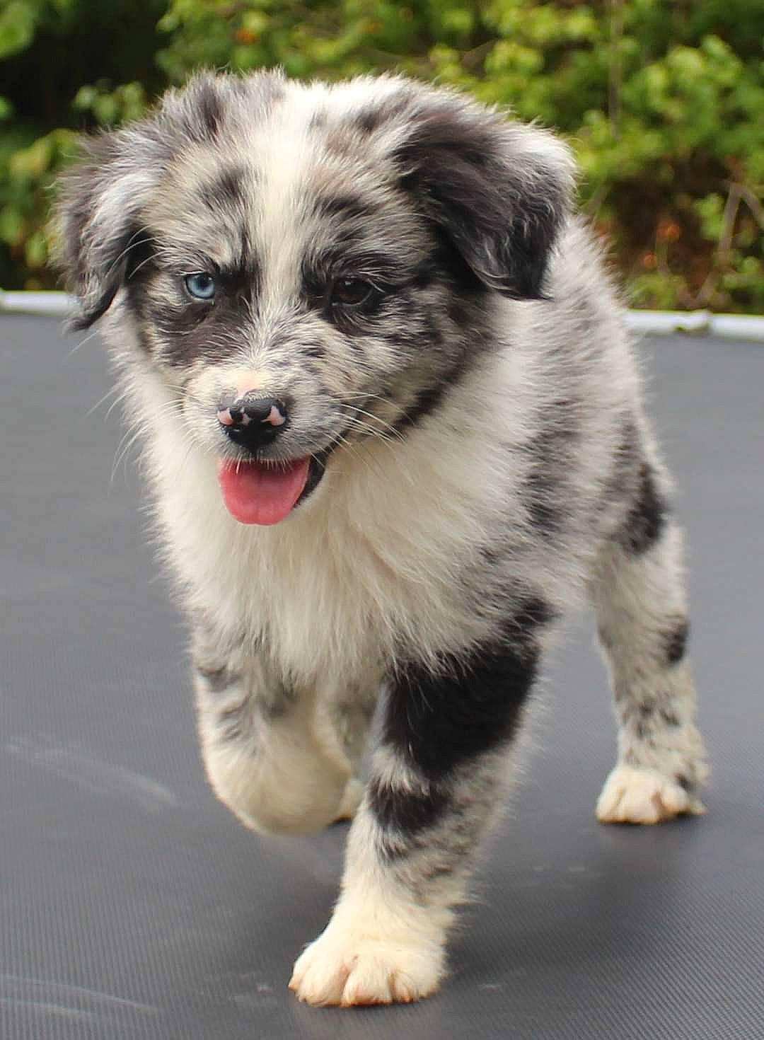 Typhon a rejoint le concours — aidez-le/la à gagner de superbes lots ! ancient_dog_breeds, australian_collie, australian_shepherd, canidae, carnivore, companion_dog, dog, dog_breed, fur, herding_dog, puppy, snout, sporting_group, terrestrial_animal, whiskers, working_animal, working_dog