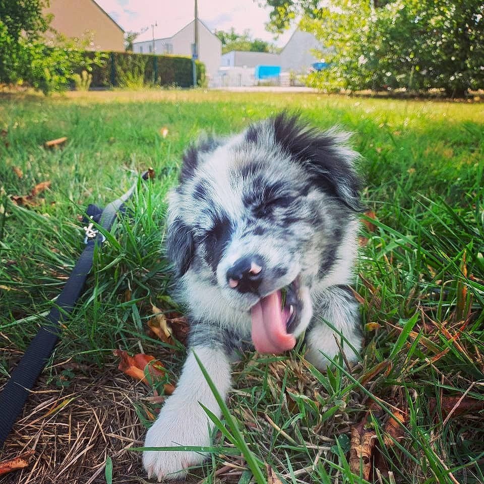 Typhon a rejoint le concours — aidez-le/la à gagner de superbes lots ! australian_shepherd, carnivore, companion_dog, dog, dog_breed, fur, grass, groundcover, herding_dog, miniature_australian_shepherd, plant, snout, soil, sporting_group, tail, terrestrial_animal, tree, whiskers, working_animal, working_dog