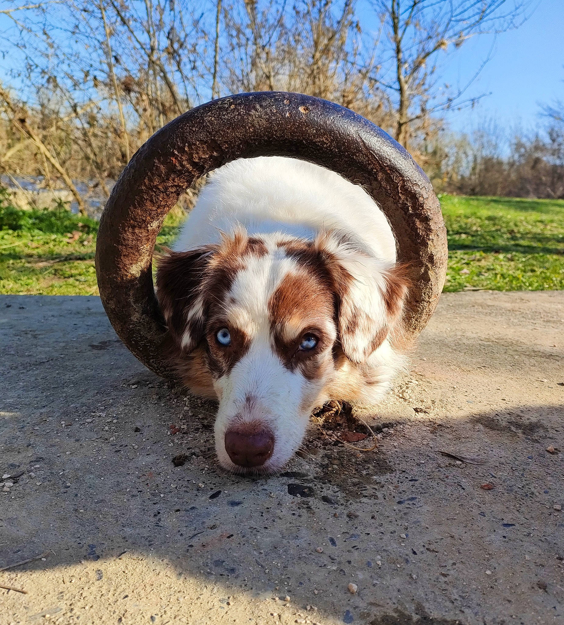 Jazzy participe au concours pour gagner de l'argent avec cette photo : cardigan_welsh_corgi, carnivore, collar, companion_dog, dog, dog_breed, fawn, fur, grass, herding_dog, landscape, liver, plant, sky, snout, sporting_group, terrestrial_animal, tree, whiskers, working_animal