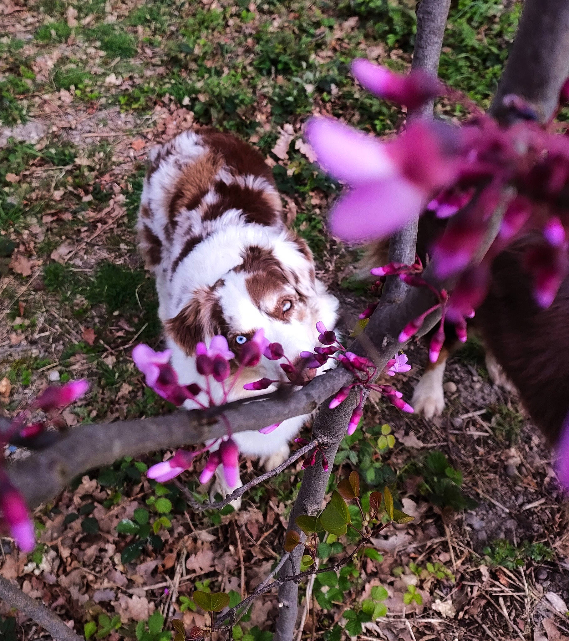 Jazzy participe au concours pour gagner de l'argent avec cette photo : annual_plant, fawn, flower, flowering_plant, garden, grass, groundcover, herbaceous_plant, lily_family, magenta, organism, petal, pink_family, plant, purple, soil, subshrub, terrestrial_animal, terrestrial_plant, tree