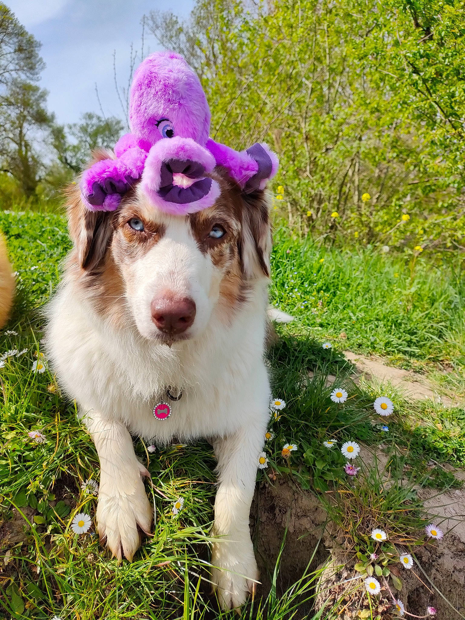 Jazzy participe au concours pour gagner de l'argent avec cette photo : art, canidae, carnivore, companion_dog, dog, dog_breed, fawn, flower, fur, grass, groundcover, gun_dog, happy, magenta, plant, sky, sporting_group, tree, whiskers, working_animal