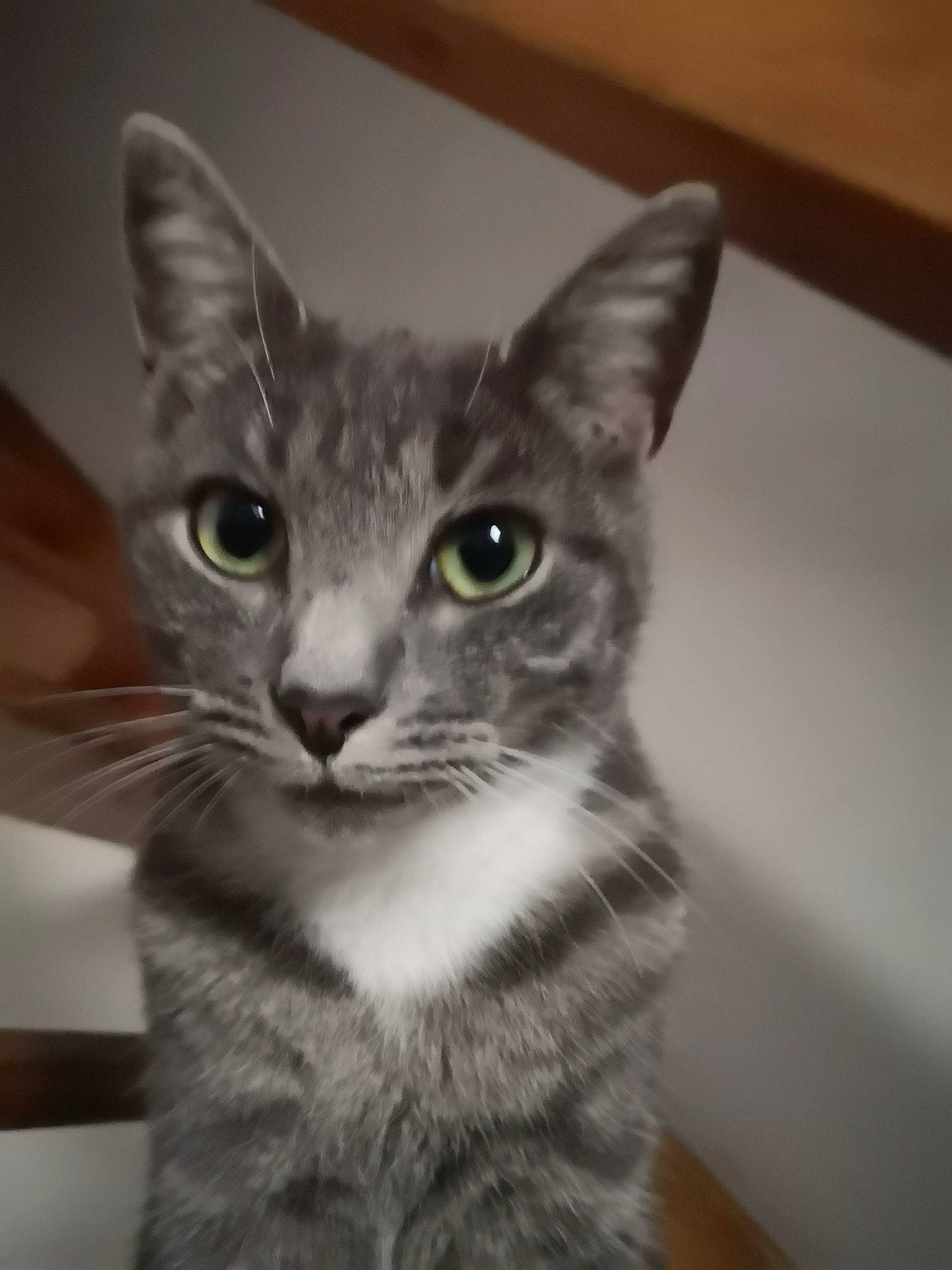 Grizouille a rejoint le concours — aidez-le/la à gagner de superbes lots ! carnivore, cat, domestic_short_haired_cat, felidae, fur, iris, small_to_medium_sized_cats, snout, terrestrial_animal, whiskers