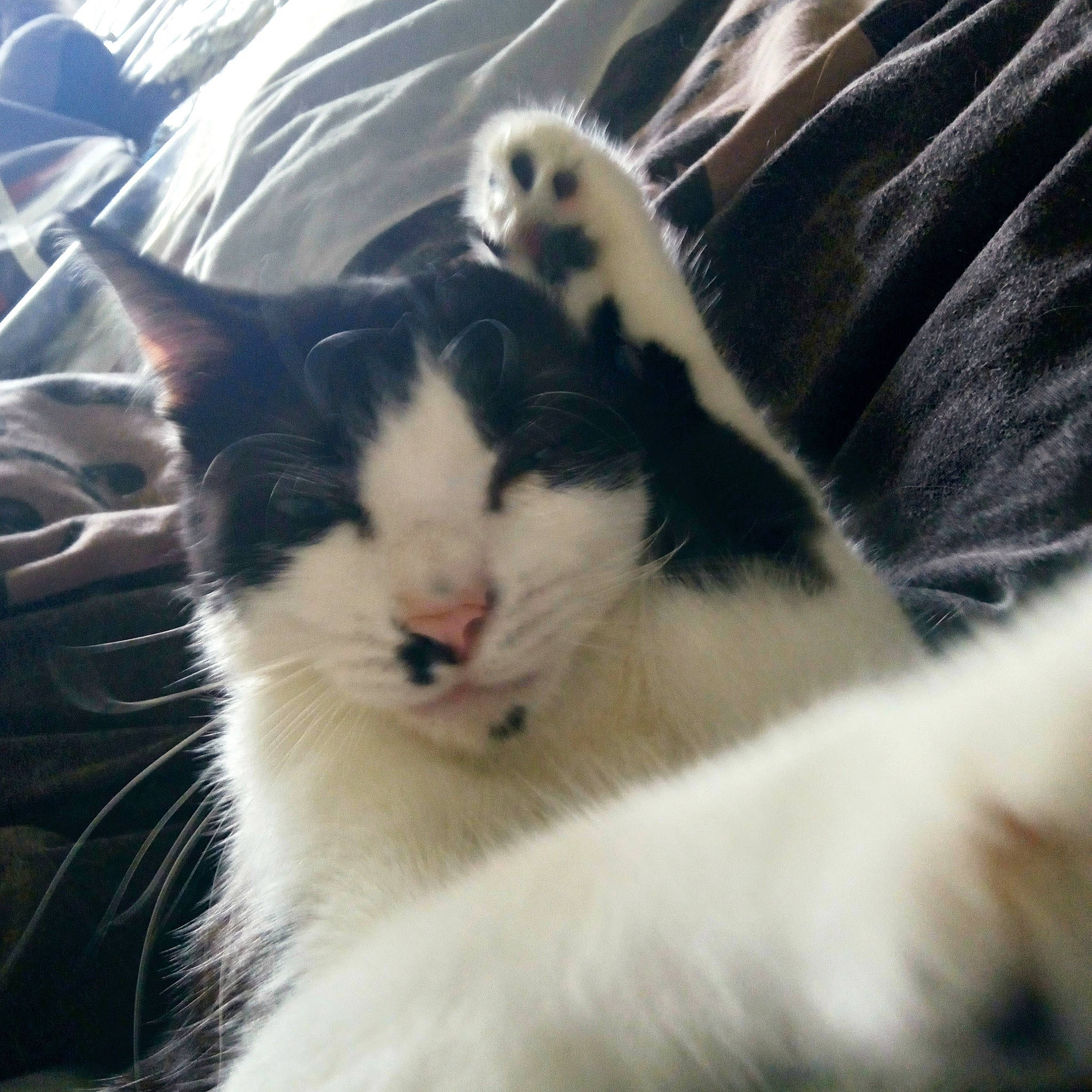 Phoenix a rejoint le concours — aidez-le/la à gagner de superbes lots ! carnivore, cat, claw, domestic_short_haired_cat, eye, felidae, fur, grass, paw, plant, sky, small_to_medium_sized_cats, snout, tail, terrestrial_animal, tree, whiskers, wildlife