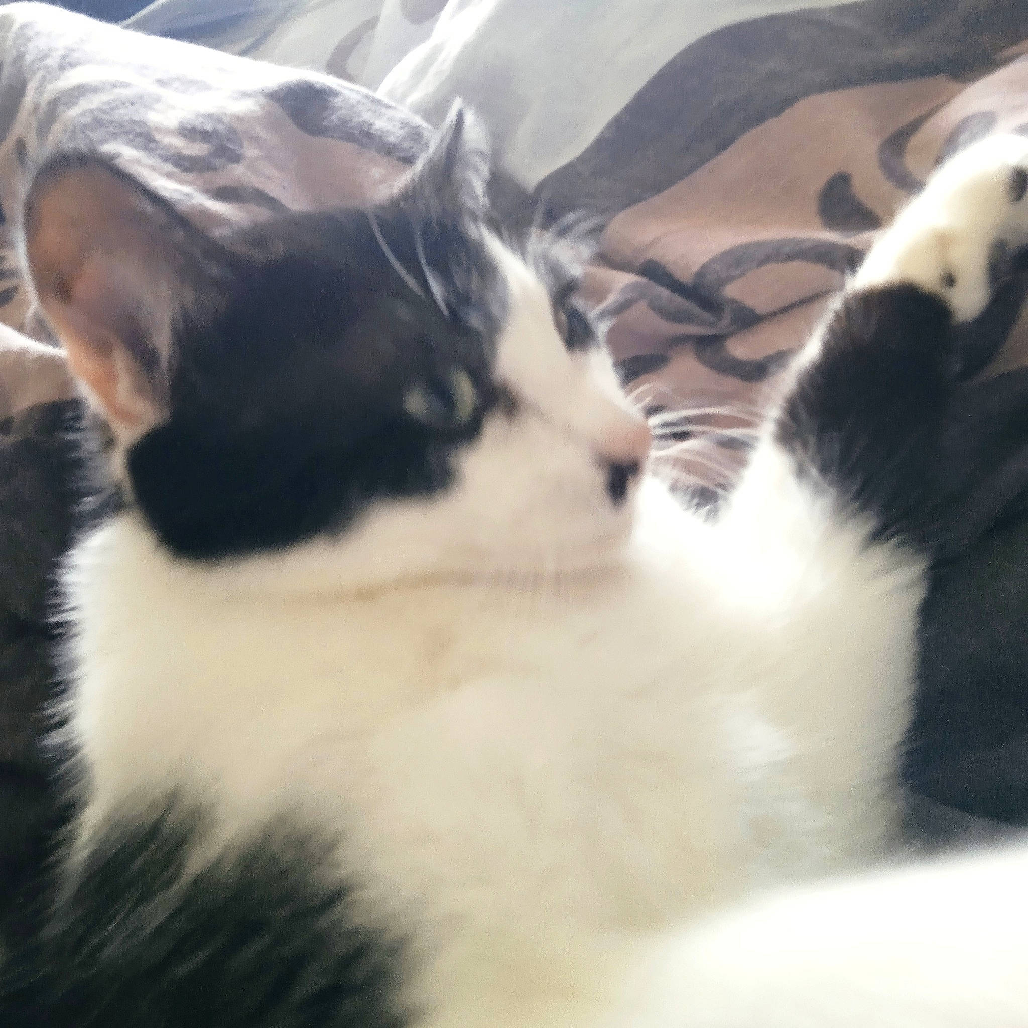 Phoenix participe au concours pour gagner de l'argent avec cette photo : carnivore, cat, cloud, comfort, cumulus, domestic_short_haired_cat, felidae, fur, grass, love, meteorological_phenomenon, paw, plant, sky, small_to_medium_sized_cats, square, tail, whiskers, window