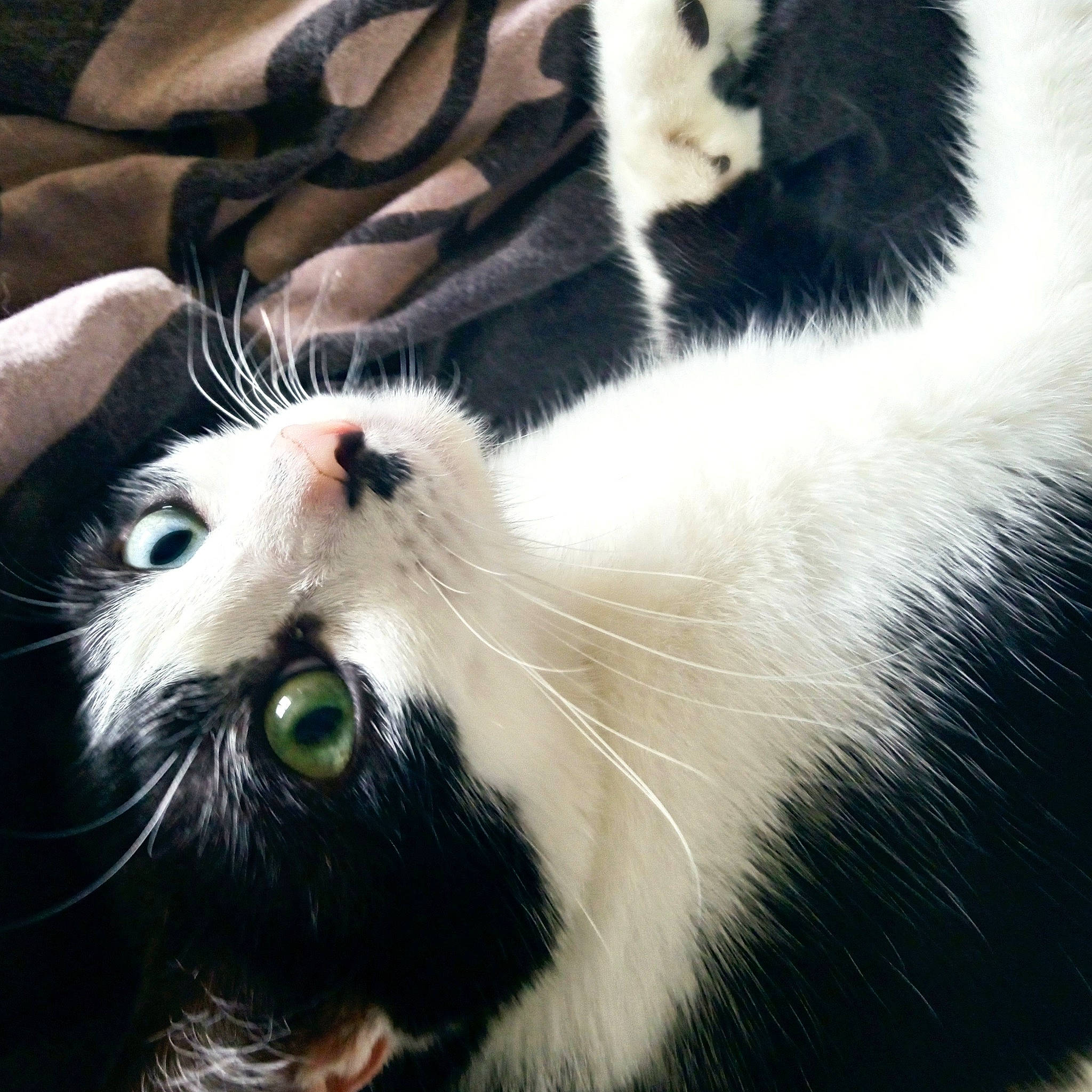 Phoenix a rejoint le concours — aidez-le/la à gagner de superbes lots ! carnivore, cat, claw, close_up, comfort, domestic_short_haired_cat, eye, felidae, foot, fruit, fur, paw, plant, small_to_medium_sized_cats, snout, tail, terrestrial_animal, whiskers, wildlife, window