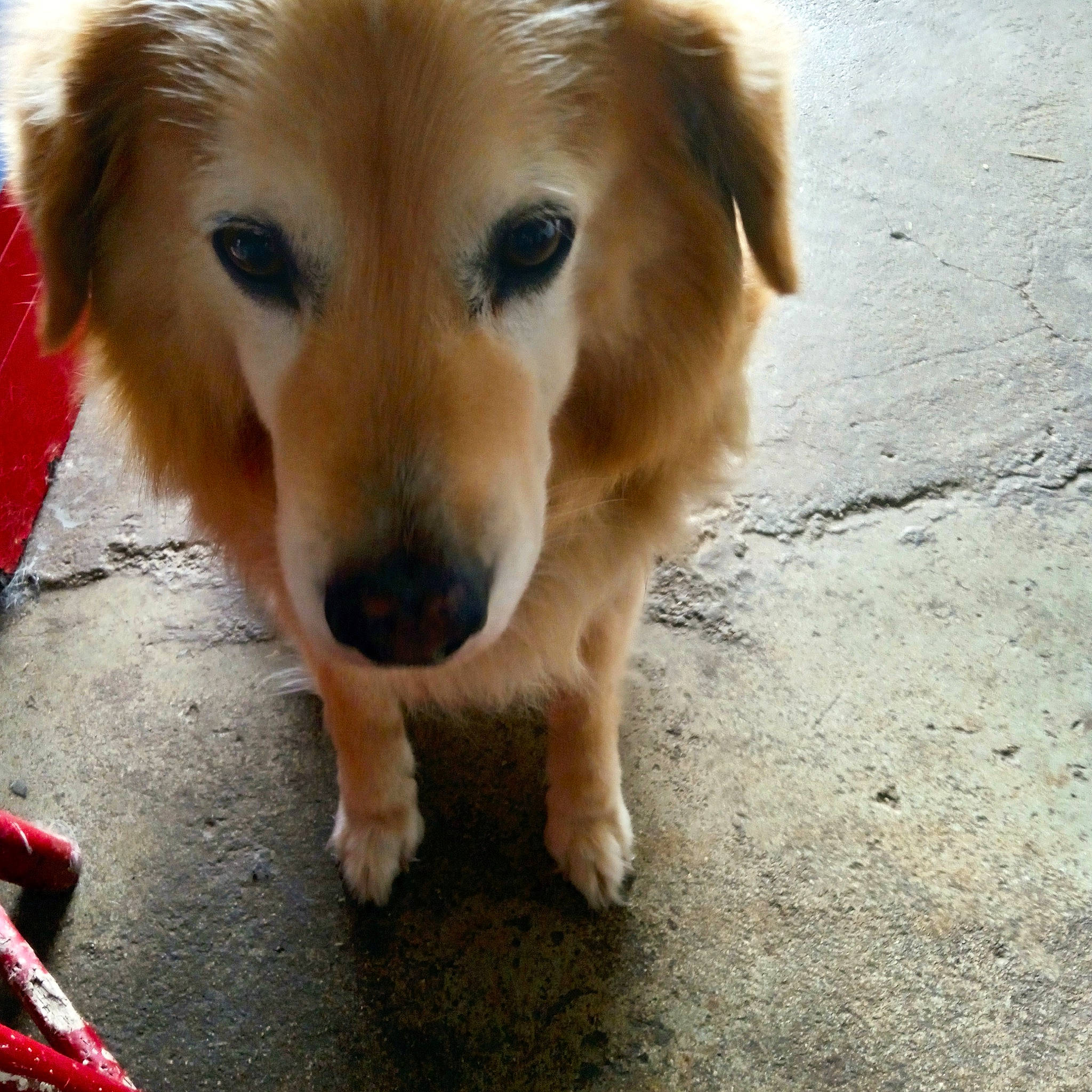 Indiana participe au concours pour gagner de l'argent avec cette photo : canidae, carnivore, companion_dog, dog, dog_breed, fawn, fur, plant, road_surface, small_greek_domestic_dog, whiskers, working_dog