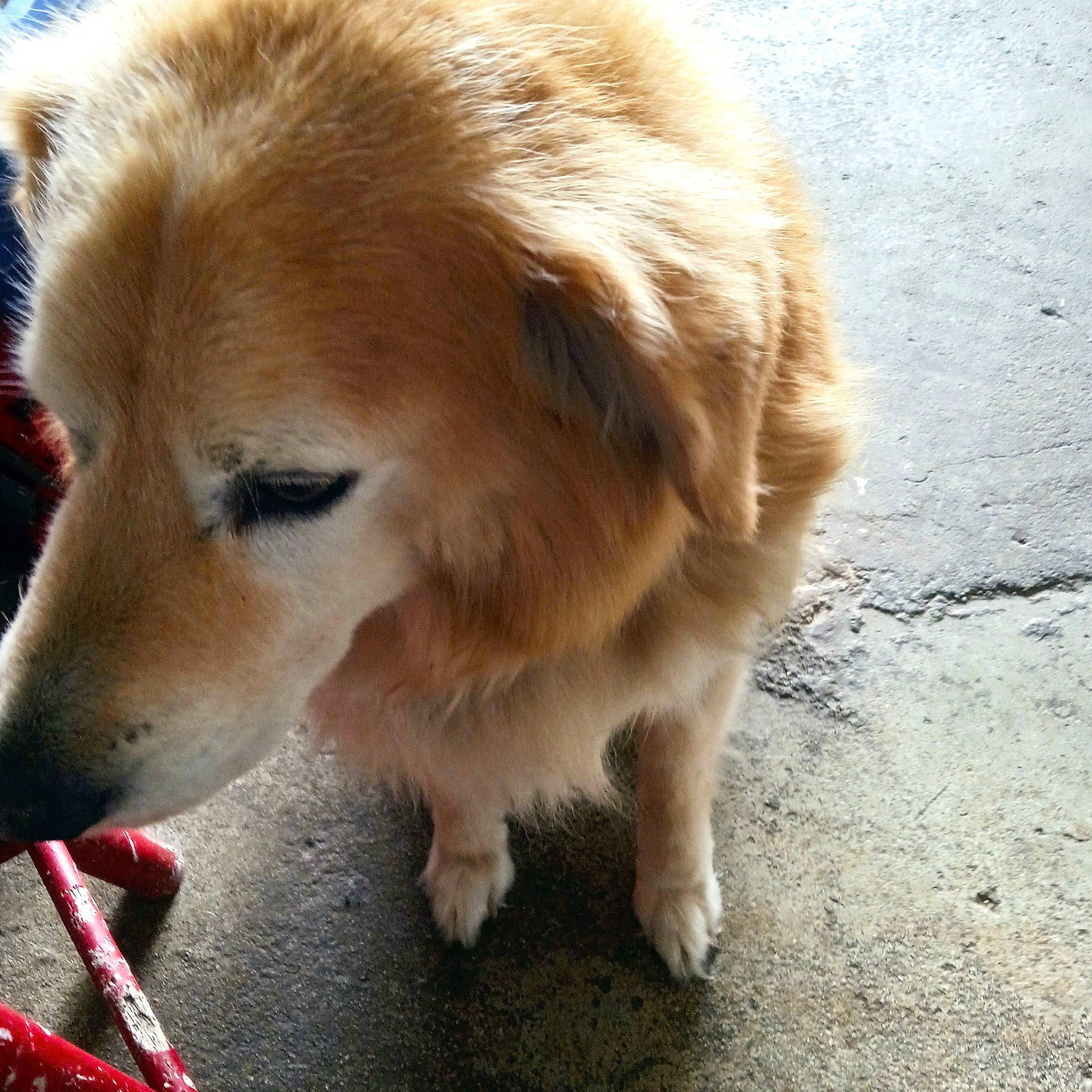 Indiana a rejoint le concours — aidez-le/la à gagner de superbes lots ! ancient_dog_breeds, canidae, carnivore, companion_dog, dog, dog_breed, fawn, fur, paw, puppy, retriever, road_surface, small_greek_domestic_dog, snout, sporting_group, tail, terrestrial_animal, whiskers, working_animal, working_dog