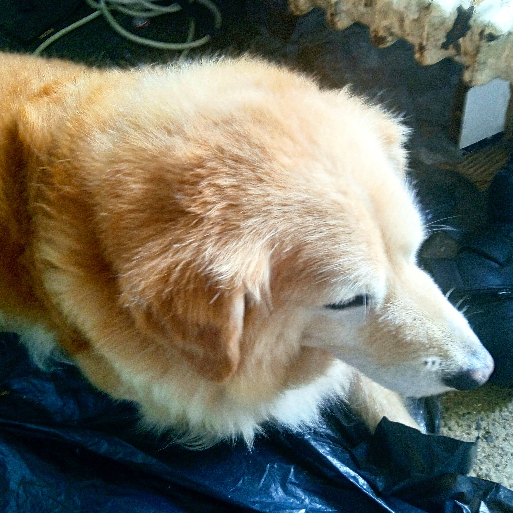 Indiana a rejoint le concours — aidez-le/la à gagner de superbes lots ! ancient_dog_breeds, canidae, carnivore, companion_dog, dog, dog_breed, fawn, fur, paw, plant, snout, sporting_group, tail, terrestrial_animal, tree, whiskers, working_dog