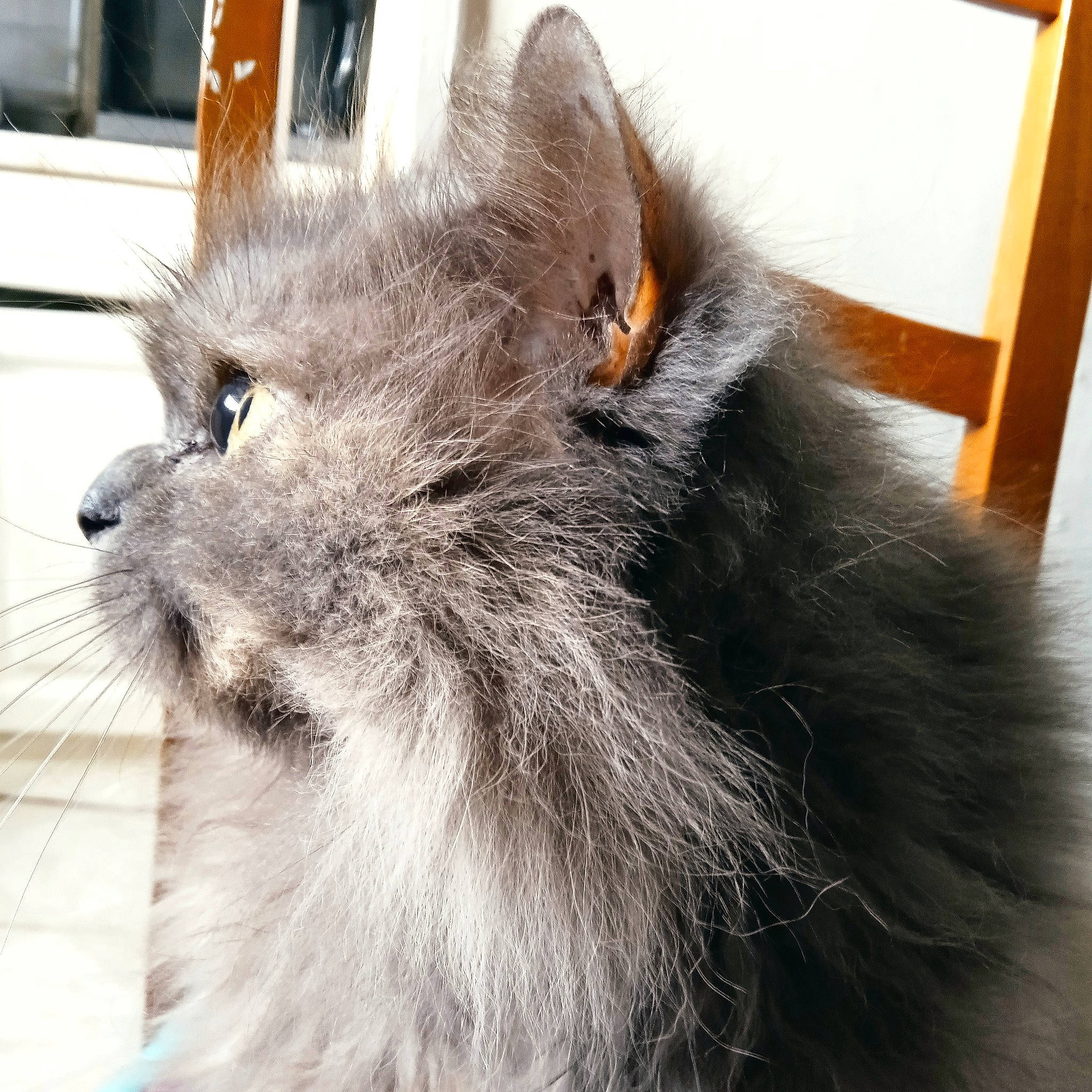 Mogway participe au concours pour gagner de l'argent avec cette photo : british_longhair, carnivore, cat, claw, domestic_short_haired_cat, fawn, felidae, fur, grey, paw, small_to_medium_sized_cats, snout, tail, terrestrial_animal, whiskers