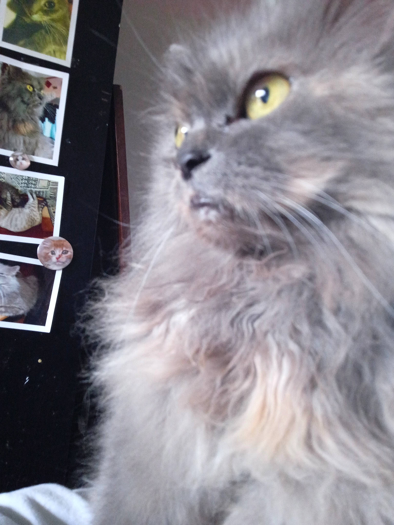 Mogway participe au concours pour gagner de l'argent avec cette photo : british_longhair, carnivore, cat, claw, fawn, felidae, fur, paw, persian, ragdoll, selkirk_rex, small_to_medium_sized_cats, snout, tail, terrestrial_animal, whiskers