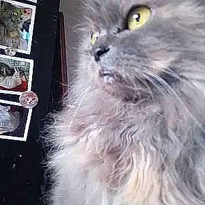 Mogway a rejoint le concours — aidez-le/la à gagner de superbes lots ! british_longhair, carnivore, cat, domestic_short_haired_cat, electric_blue, event, felidae, fur, paw, persian, photo_caption, ragdoll, small_to_medium_sized_cats, tail, terrestrial_animal, whiskers, working_animal