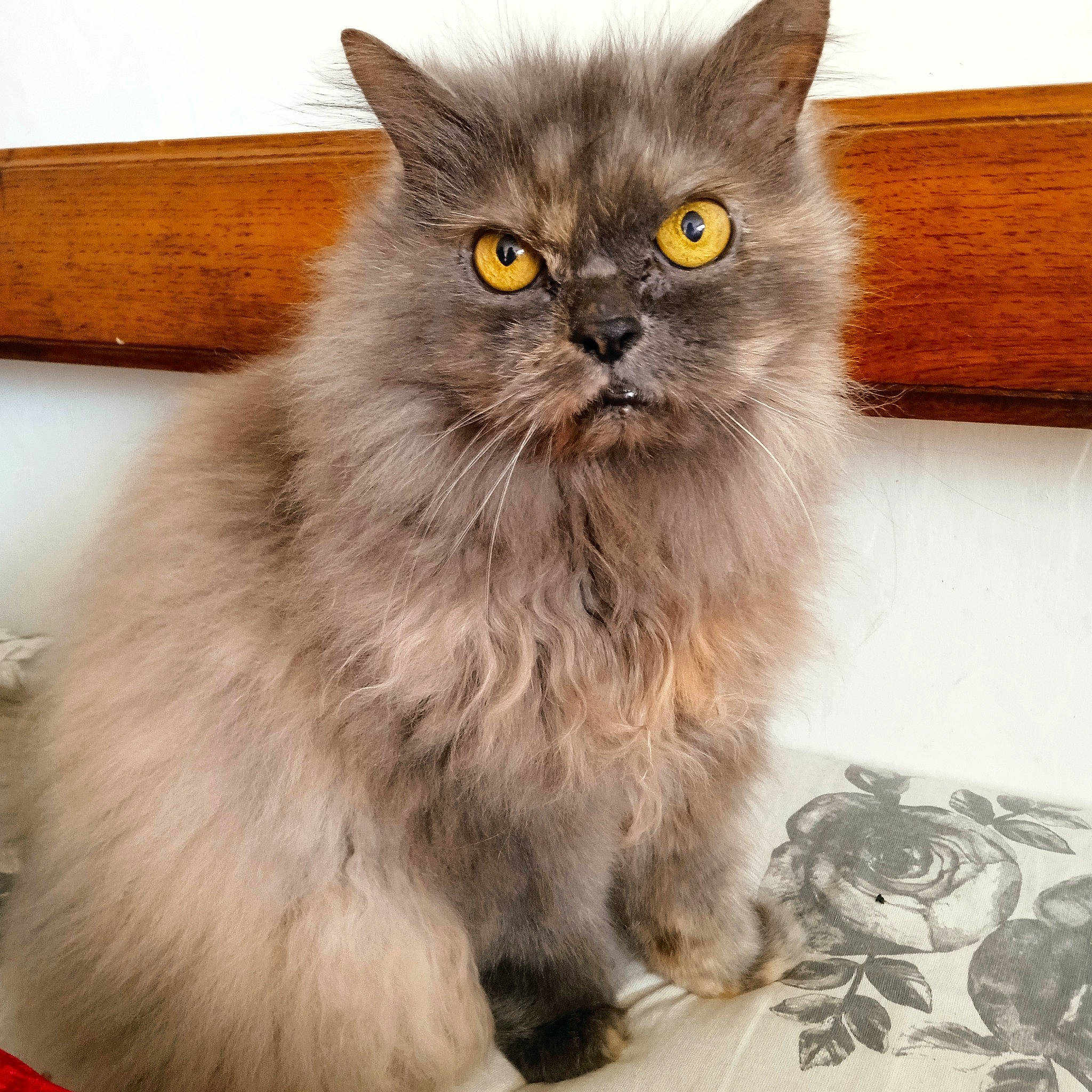 Mogway participe au concours pour gagner de l'argent avec cette photo : british_longhair, carnivore, cat, claw, felidae, fur, small_to_medium_sized_cats, snout, terrestrial_animal, whiskers, window