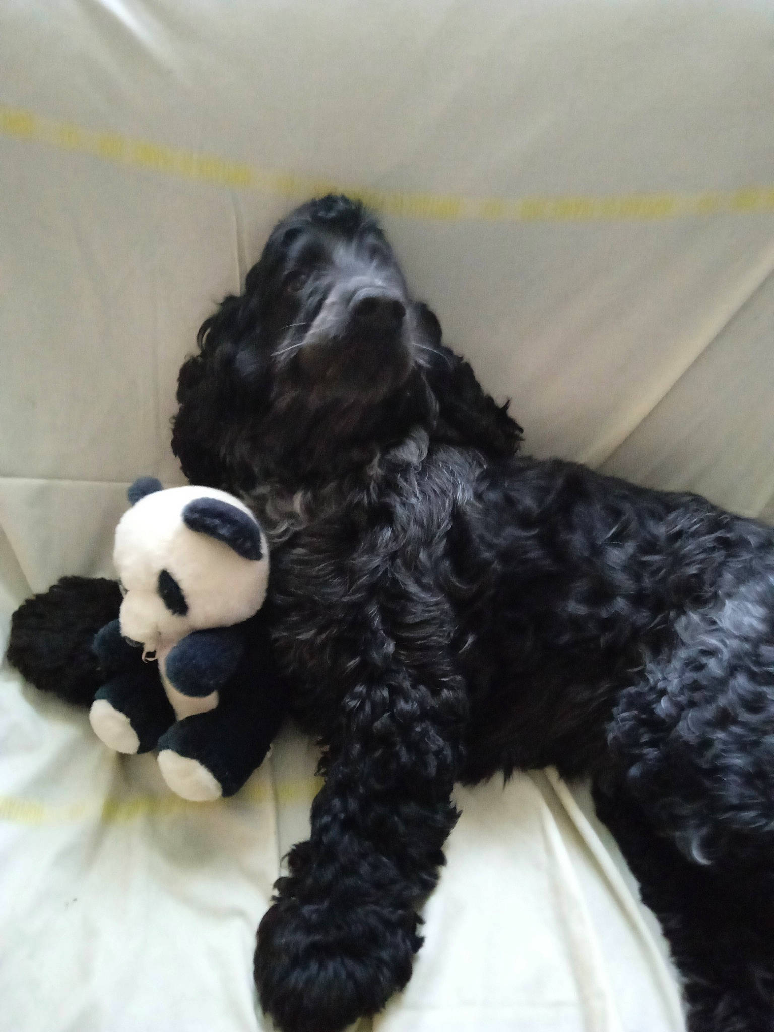 Lady participe au concours pour gagner de l'argent avec cette photo : ball, canidae, carnivore, companion_dog, dog_breed, dog_supply, football, fur, headgear, panda, pattern, plush, snout, sporting_group, stuffed_toy, tail, terrestrial_animal, toy, toy_dog, working_animal