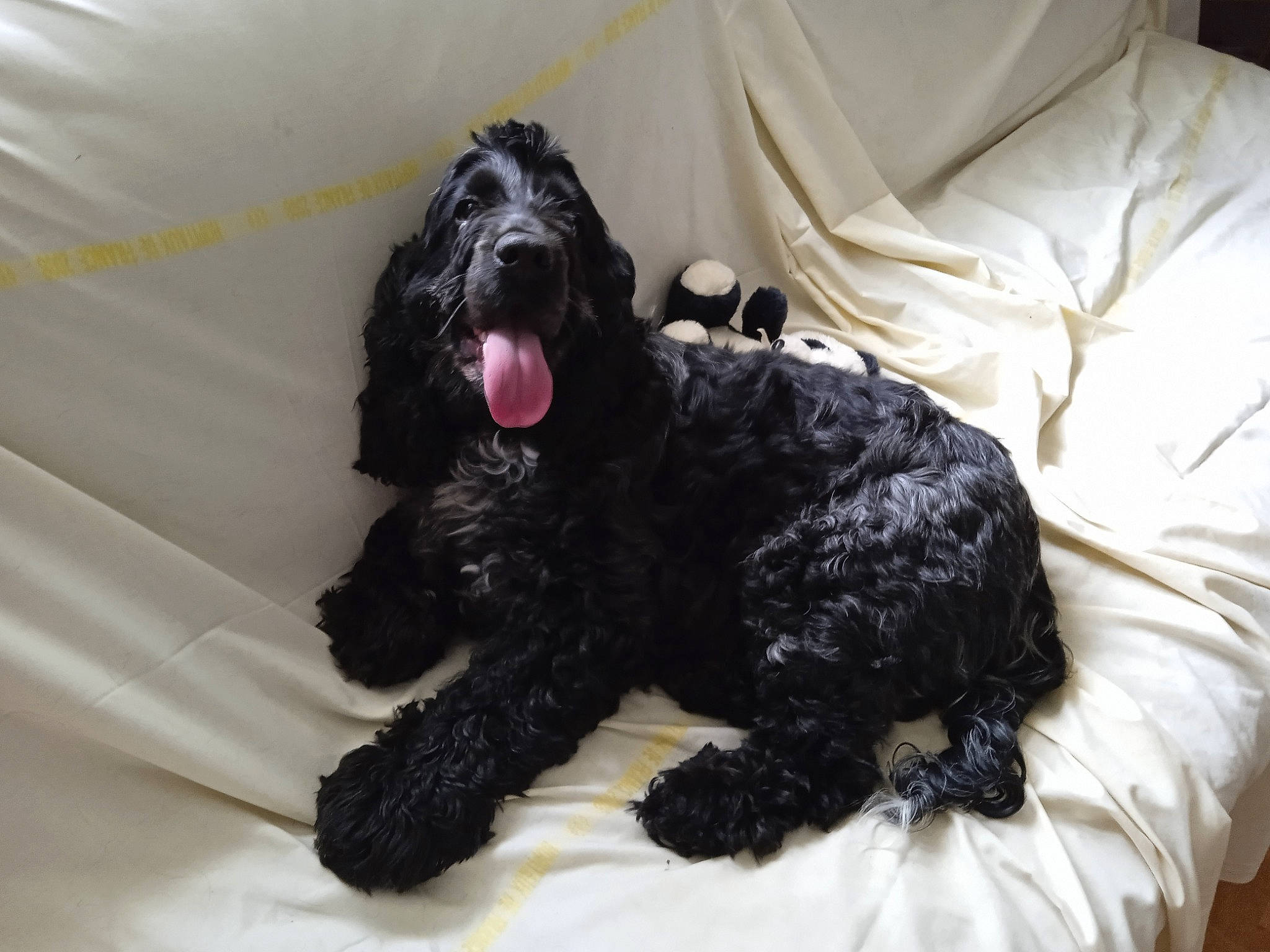 Lady a rejoint le concours — aidez-le/la à gagner de superbes lots ! canidae, carnivore, comfort, companion_dog, dog, dog_breed, dog_collar, dog_supply, fur, labradoodle, non_sporting_group, schnauzer, spaniel, sporting_group, terrier, toy_dog, water_dog, working_animal