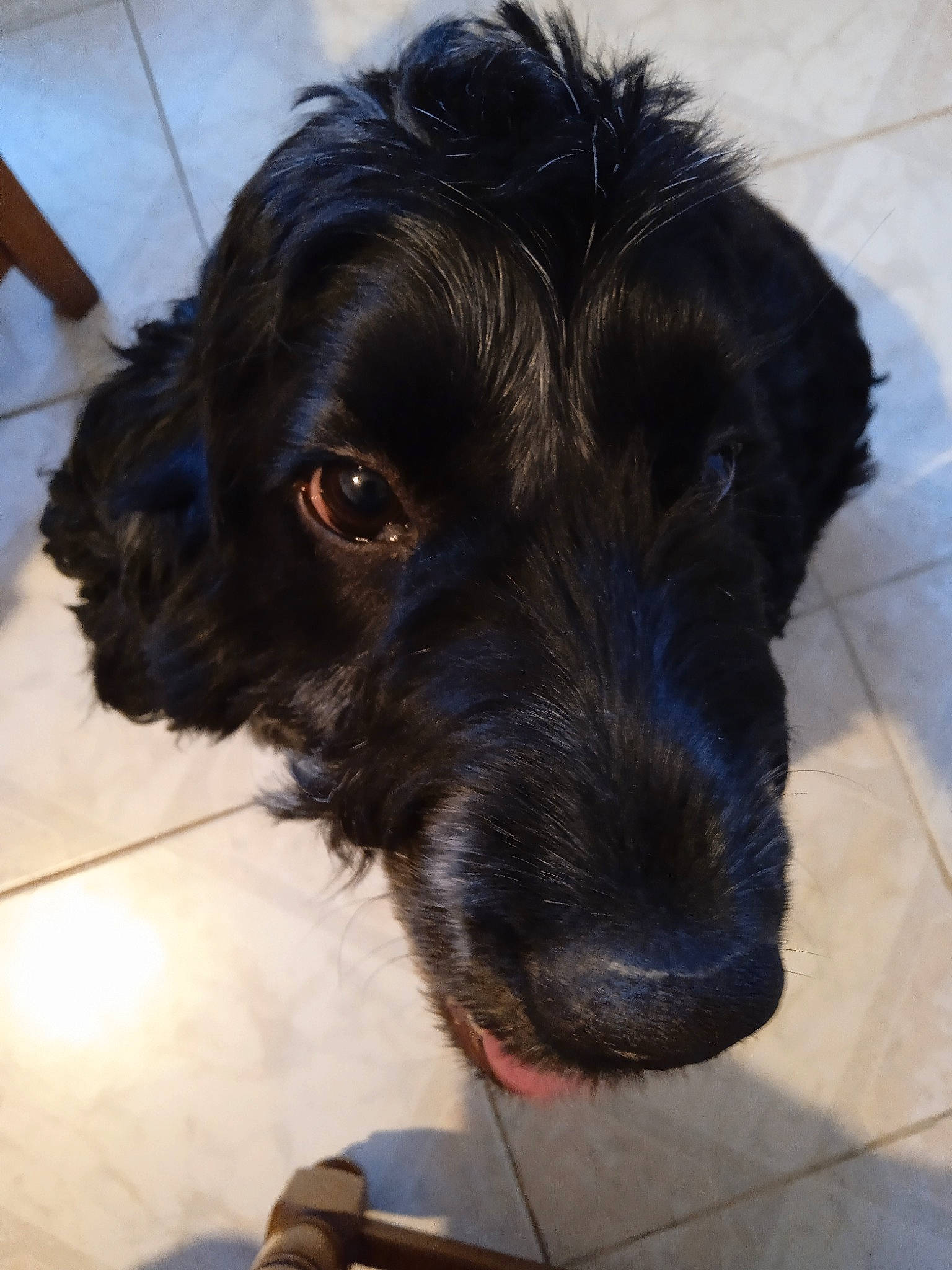 Lady participe au concours pour gagner de l'argent avec cette photo : canidae, carnivore, collar, companion_dog, dog, dog_breed, dog_collar, flooring, fur, liver, maltepoo, pet_supply, small_terrier, sporting_group, terrier, tile_flooring, toy_dog, water_dog, whiskers, working_animal