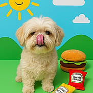 Papa joined the competition — help win amazing prizes! blue_background, cartoon_sun, clouds, colorful, cute, dog, fluffy, green_floor, hamburger_toy, indoor, ketchup_toy, licking, mustard_toy, pet, playful, plush_toys, small_dog, smiling_sun, studio, tongue_out