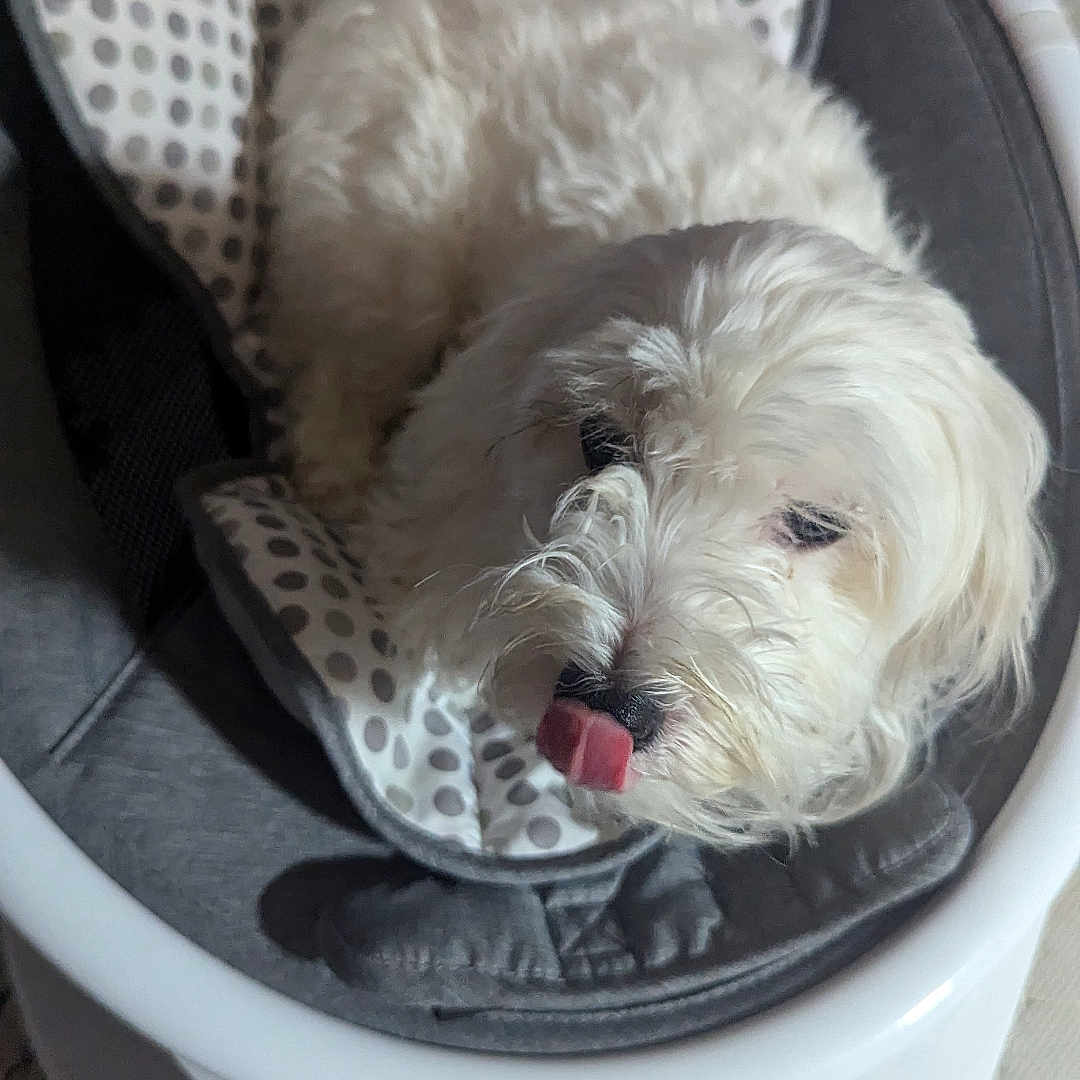 Mahogany joined the competition — help win amazing prizes! animal, baby_rocker, carpet, comfort, cushion, cute, dog, domestic, fur, hand, household, indoor, pet, playful, polka_dot, relaxed, seated, small_dog, tongue_out, white_dog