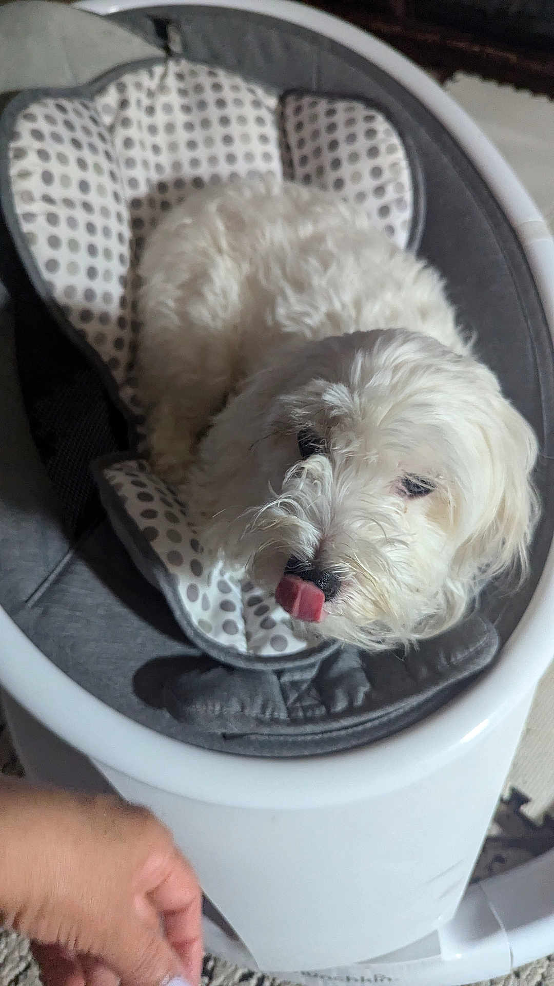 Mahogany joined the competition — help win amazing prizes! dog, white_dog, pet, baby_rocker, polka_dot, cushion, indoor, hand, carpet, fur, tongue_out, cute, small_dog, seated, household, comfort, animal, domestic, playful, relaxed