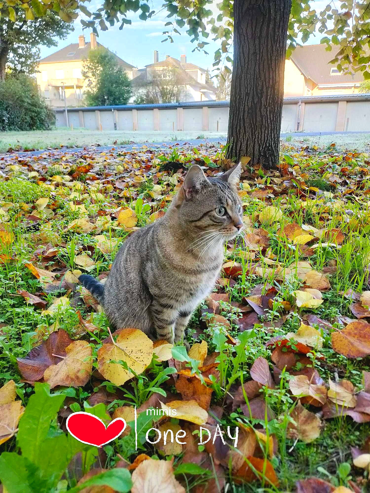 Mimis participe au concours pour gagner de l'argent avec cette photo : botany, building, carnivore, cat, domestic_short_haired_cat, fawn, felidae, grass, groundcover, leaf, nature, plant, shrub, small_to_medium_sized_cats, snout, tail, tree, whiskers, window, woody_plant