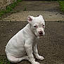 Snowflake is registered to the contest to win money with this photo: puppy, dog, white_dog, sitting, outdoor, concrete, grass, stone_wall, car, young_dog, pet, animal, quiet, calm, side_view, ears, paw, nose, fur, background