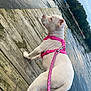 Snowflake is registered to the contest to win money with this photo: dog, puppy, white_dog, pink_harness, pink_leash, dock, wooden_dock, lake, water, boats, trees, outdoor, nature, pet, canine, animal, curious, side_view, daytime, sky