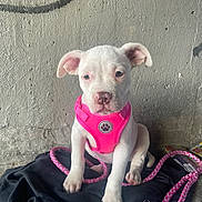 Snowflake is registered to the contest to win money with this photo: puppy, dog, white_dog, pink_harness, leash, pet, animal, sitting, indoor, wall, black_cloth, cute, young_dog, canine, portrait, attention, small_dog, domestic_animal, texture, floor