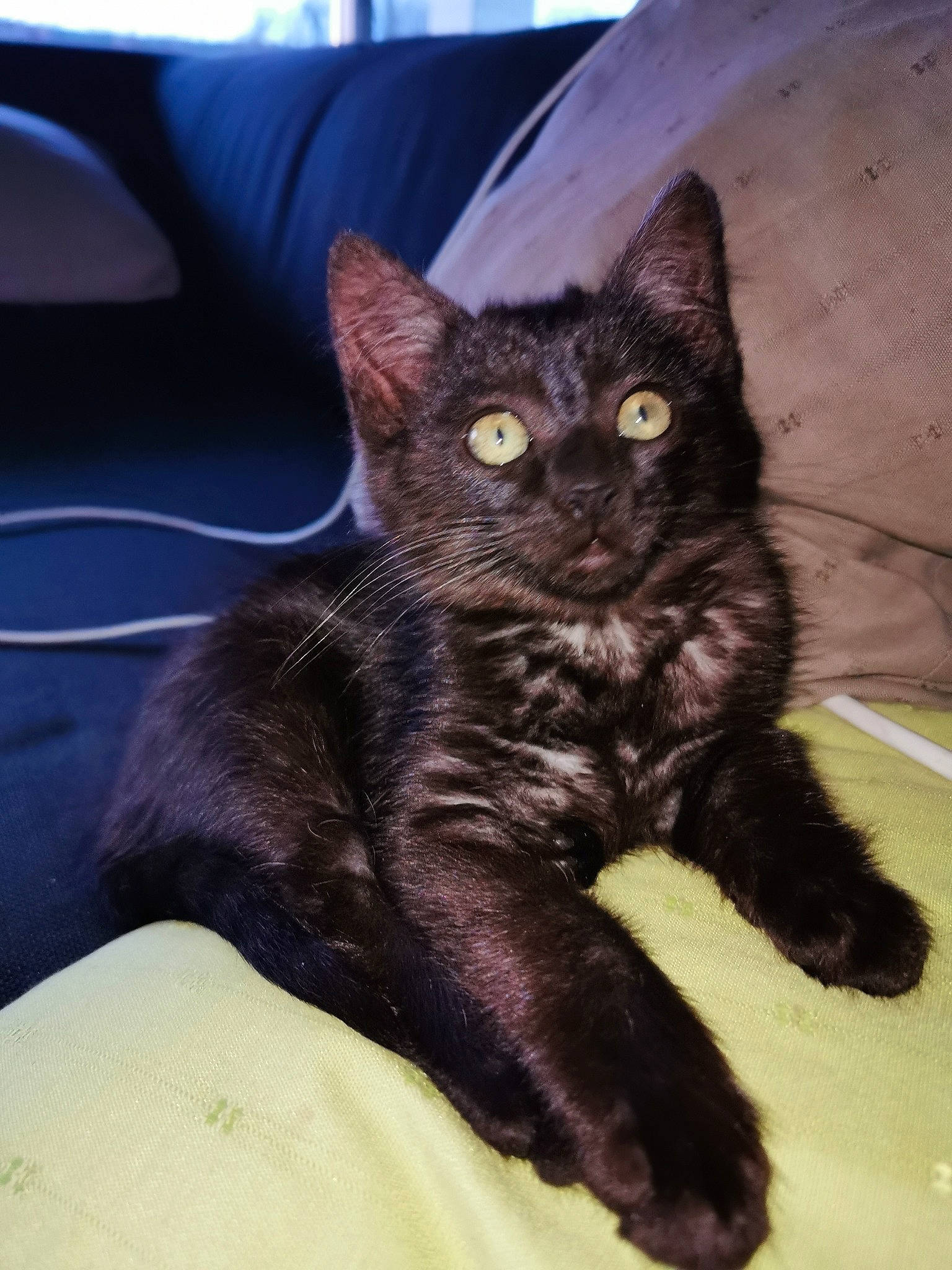 Romy a rejoint le concours — aidez-le/la à gagner de superbes lots ! american_shorthair, asian, black_cat, bombay, carnivore, cat, claw, domestic_short_haired_cat, european_shorthair, eye, felidae, fur, german_rex, kitten, mammal, polydactyl_cat, small_to_medium_sized_cats, snout, vertebrate, whiskers