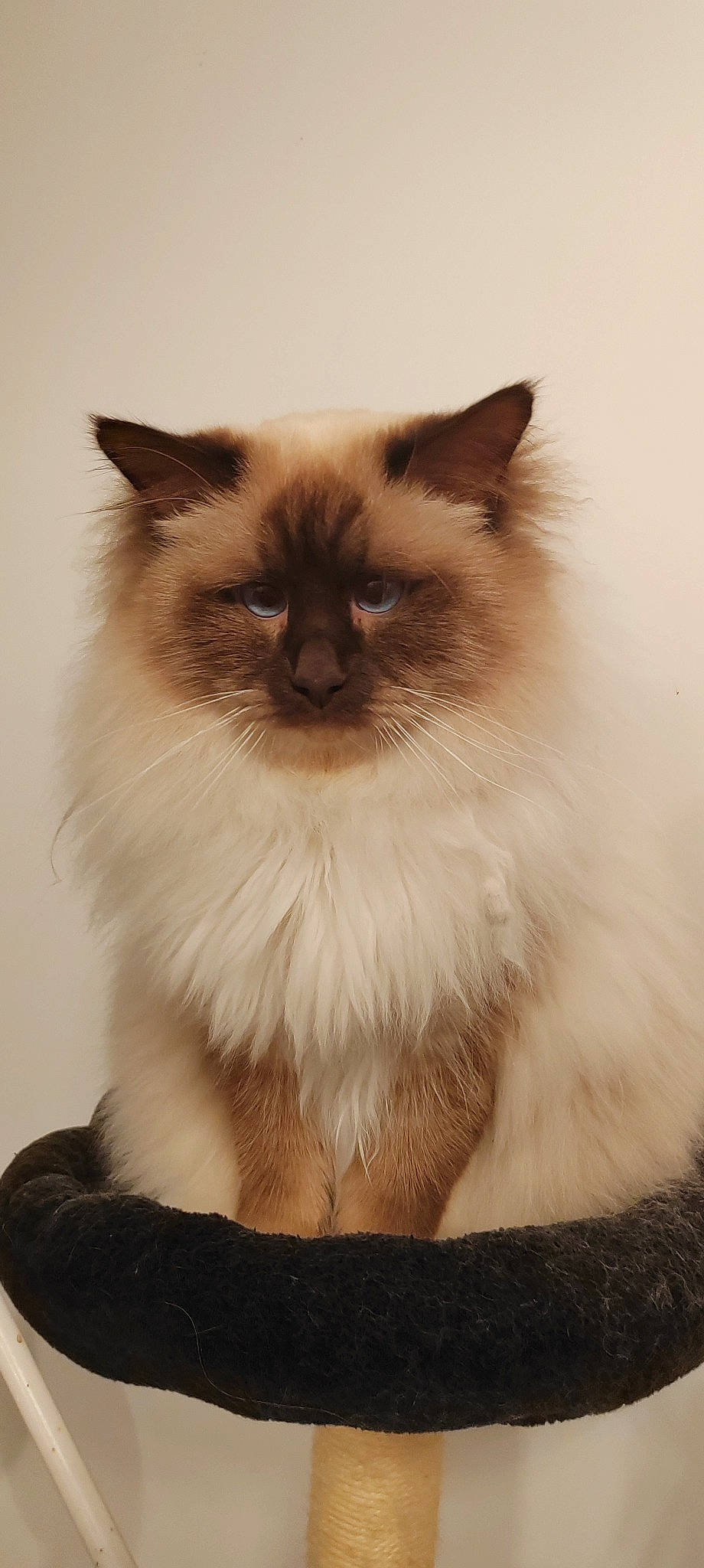 Twix a rejoint le concours — aidez-le/la à gagner de superbes lots ! balinese, birman, carnivore, cat, fawn, felidae, fur, iris, ragdoll, siamese, small_to_medium_sized_cats, snout, tail, whiskers