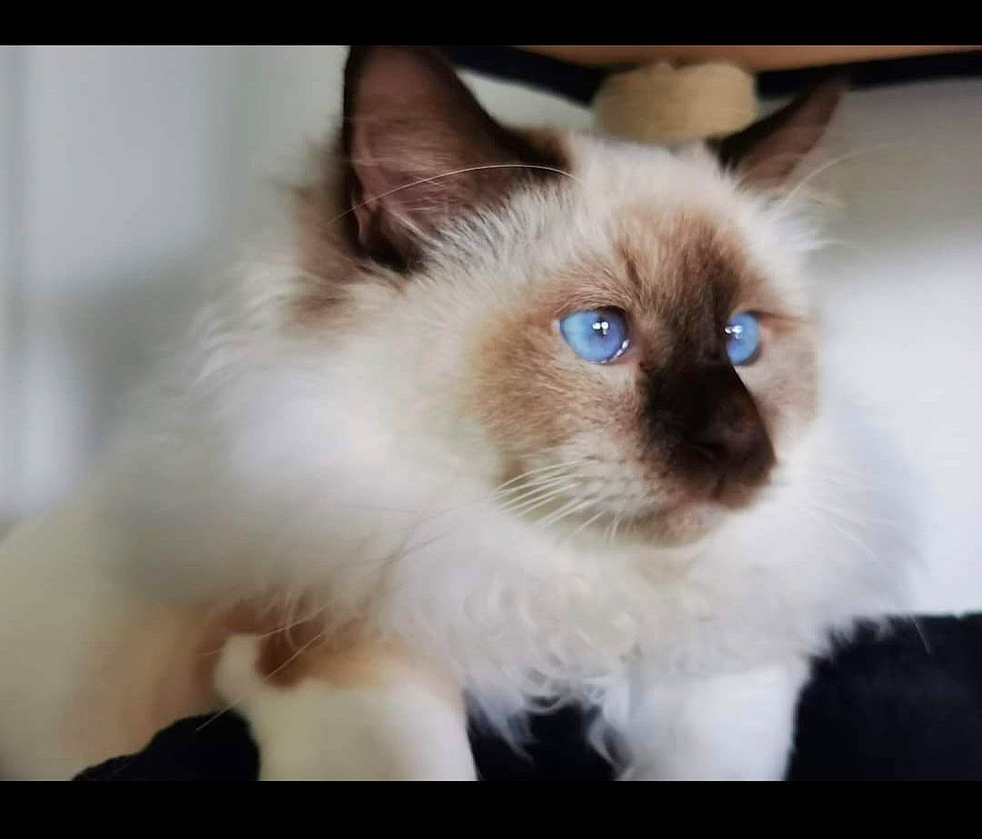 Twix participe au concours pour gagner de l'argent avec cette photo : balinese, birman, carnivore, cat, electric_blue, fawn, felidae, fur, ragdoll, siamese, small_to_medium_sized_cats, snout, terrestrial_animal, thai, whiskers