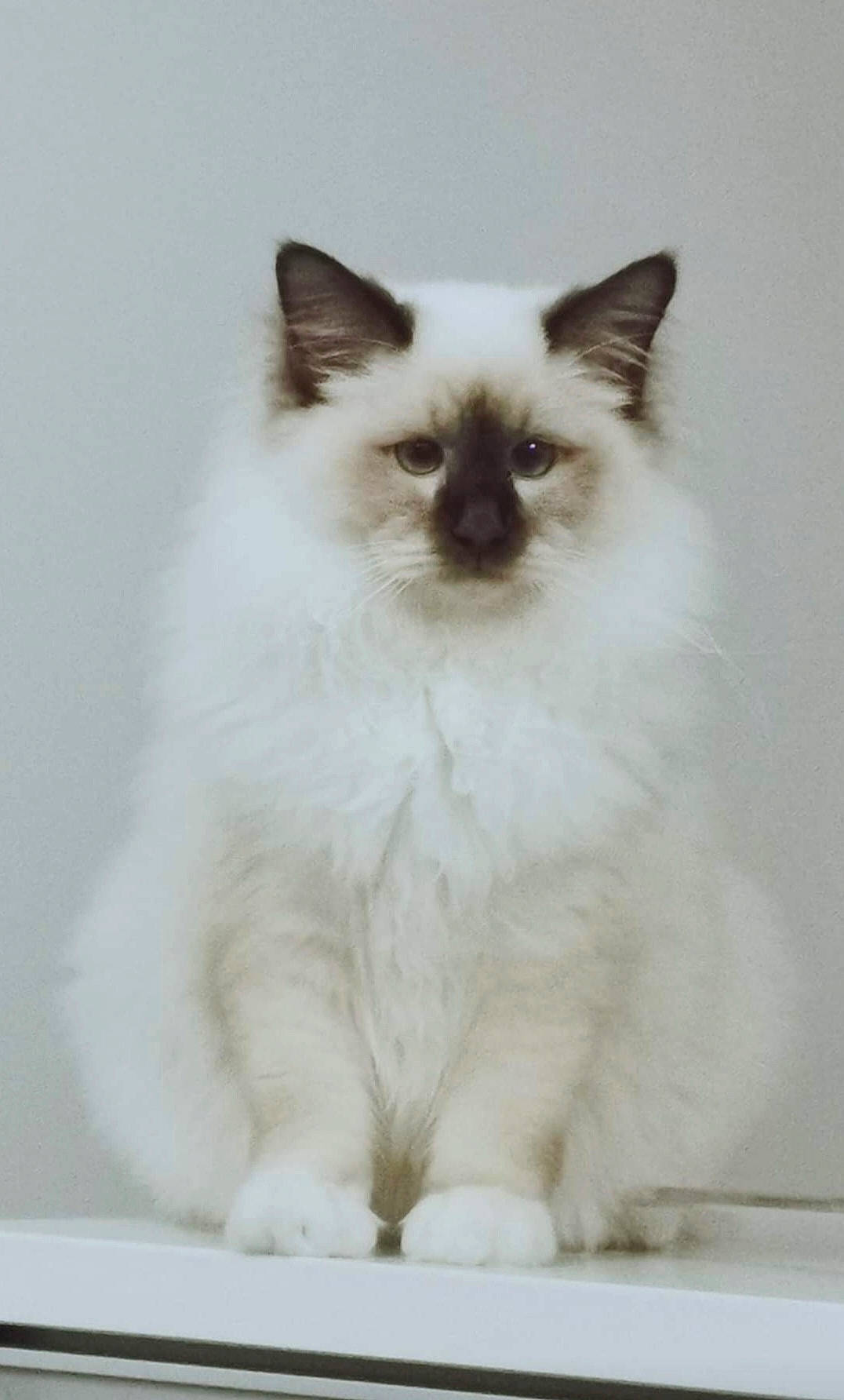 Twix a rejoint le concours — aidez-le/la à gagner de superbes lots ! balinese, birman, carnivore, cat, fawn, felidae, fur, iris, ragdoll, siamese, small_to_medium_sized_cats, snout, tail, terrestrial_animal, thai, tonkinese, whiskers