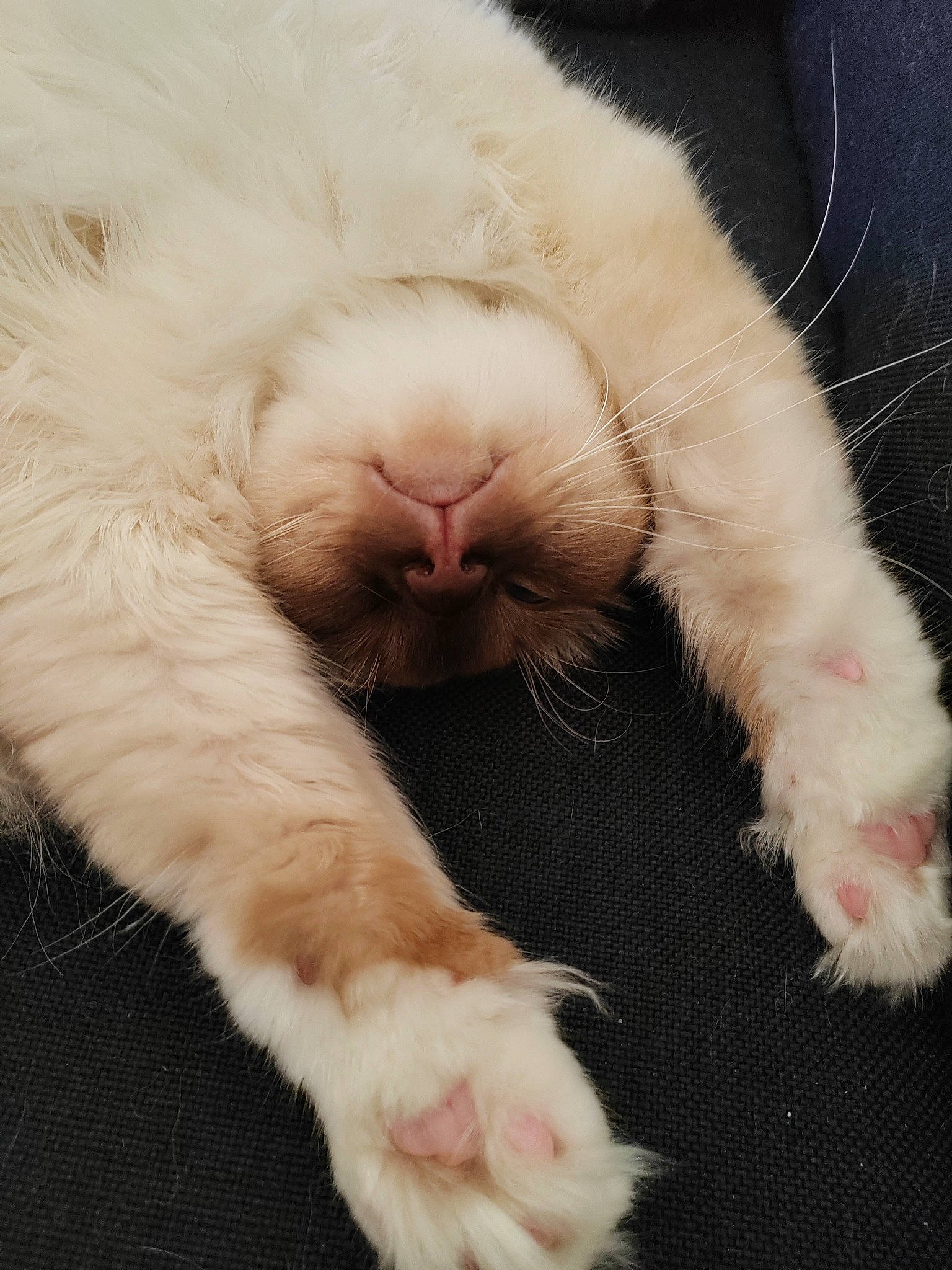 Twix a rejoint le concours — aidez-le/la à gagner de superbes lots ! carnivore, cat, claw, close_up, comfort, companion_dog, domestic_rabbit, ear, fawn, felidae, foot, fur, gesture, paw, rabbits_and_hares, small_to_medium_sized_cats, snout, tail, terrestrial_animal, whiskers