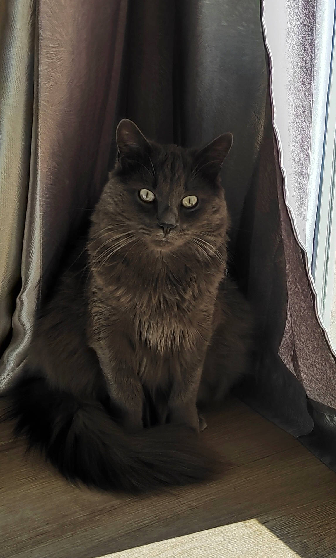 Apollo participe au concours pour gagner de l'argent avec cette photo : abyssinian, angora, animal, blackcat, cat, couch, curtain, furniture, hardwood, homedecor, kitten, manx, pet, plywood, shelf, siamese, window, windowsill, wood