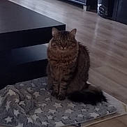 Roméo a rejoint le concours — aidez-le/la à gagner de superbes lots ! animal, blanket, cabinet, cat, cozy, curious, domestic, ears, eyes, feline, furniture, home, indoor, living_room, pet, sitting, star_pattern, tabby, tail, wooden_floor