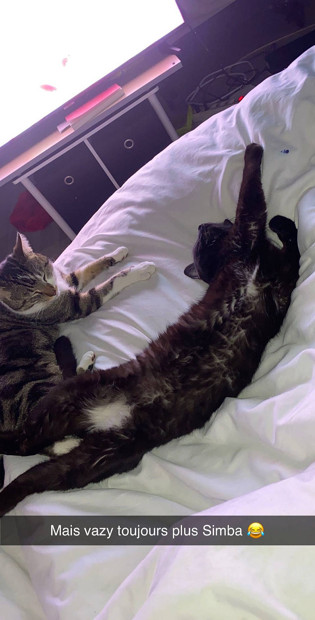 Simba a rejoint le concours — aidez-le/la à gagner de superbes lots ! carnivore, cat, domestic_short_haired_cat, european_shorthair, felidae, fur, kitten, nap, sleep, small_to_medium_sized_cats, tail, whiskers