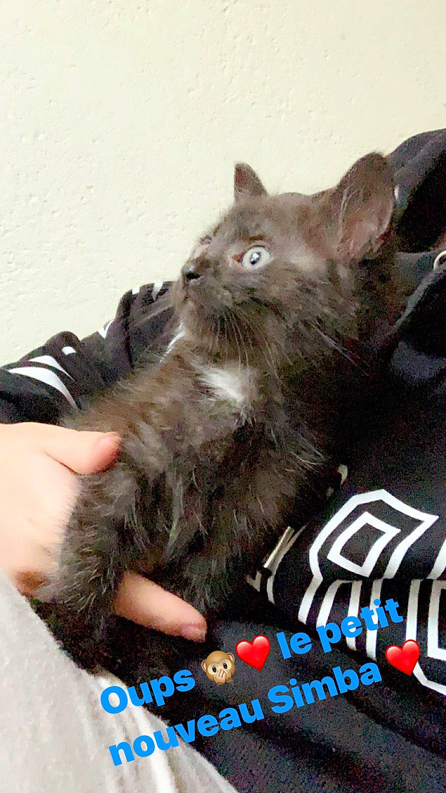 Simba a rejoint le concours — aidez-le/la à gagner de superbes lots ! asian, carnivore, cat, domestic_short_haired_cat, felidae, german_rex, kitten, mammal, nebelung, photo_caption, small_to_medium_sized_cats, whiskers