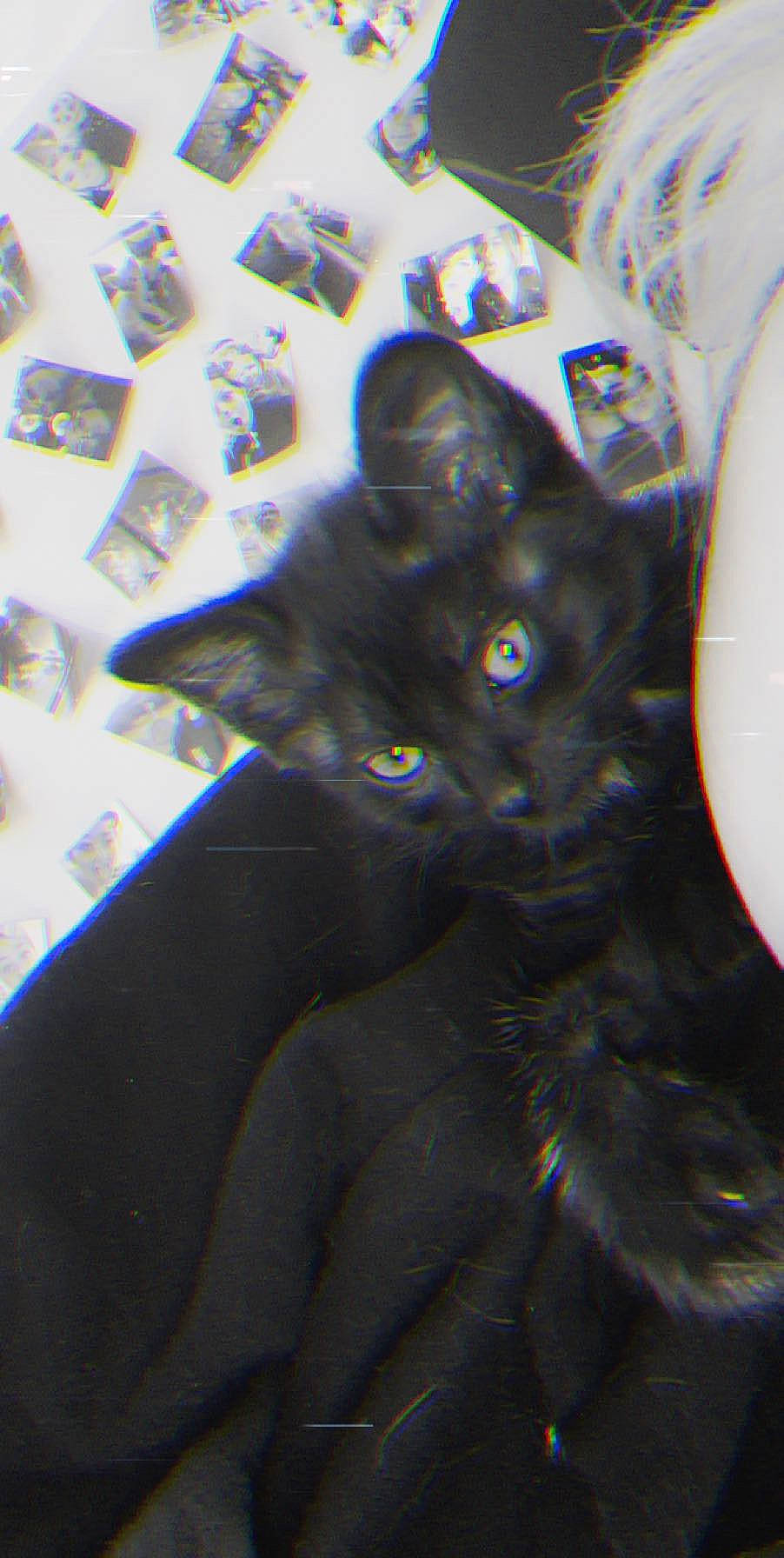 Simba participe au concours pour gagner de l'argent avec cette photo : asian, black_cat, bombay, burmese, carnivore, cat, domestic_short_haired_cat, felidae, havana_brown, korat, organism, small_to_medium_sized_cats, whiskers