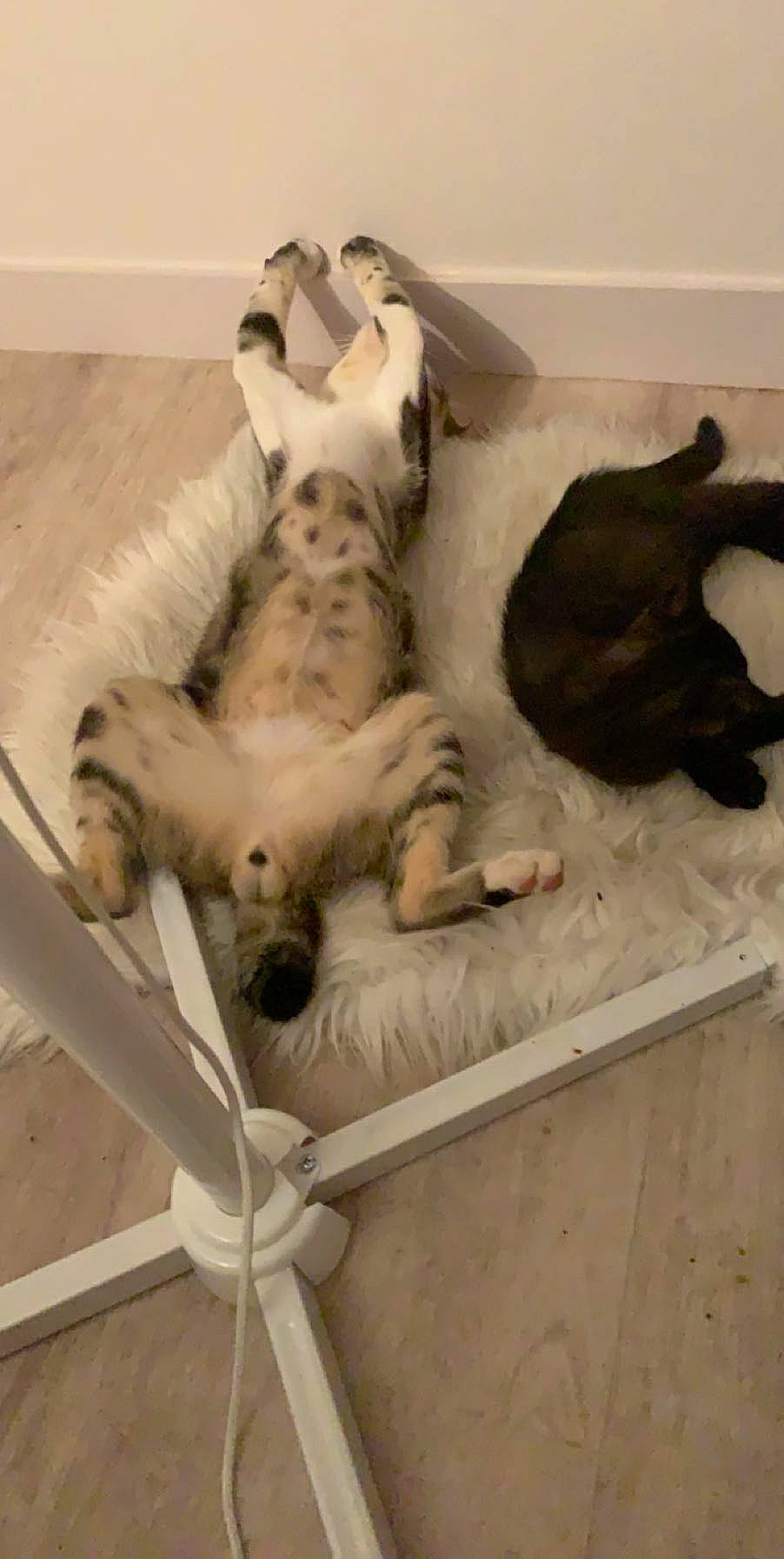 Berlioz participe au concours pour gagner de l'argent avec cette photo : canidae, carnivore, companion_dog, dalmatian, dog, dog_breed, english_setter, great_dane, non_sporting_group, paw, puppy, setter, sporting_group, tail