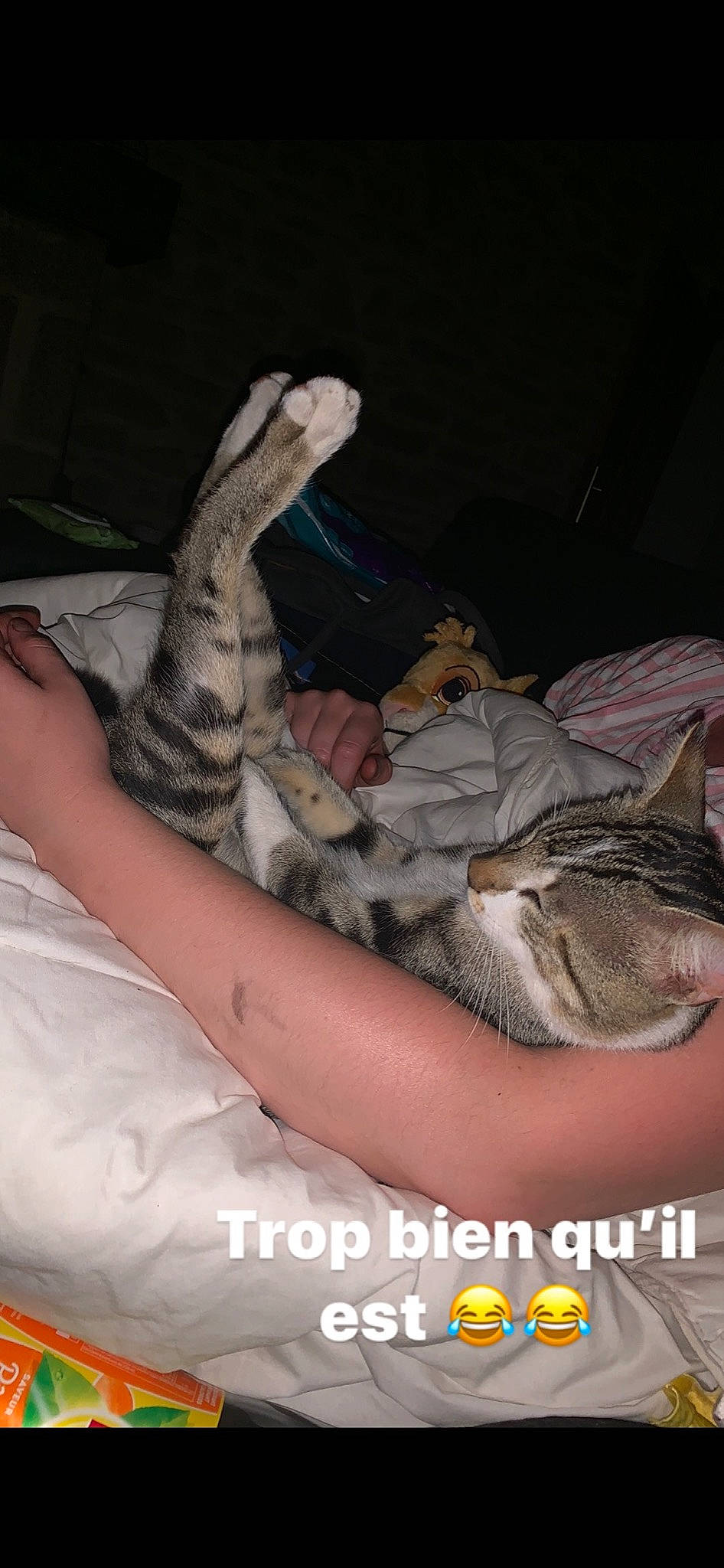 Berlioz participe au concours pour gagner de l'argent avec cette photo : asian, carnivore, cat, chausie, european_shorthair, fawn, felidae, kitten, photo_caption, small_to_medium_sized_cats, tabby_cat, whiskers