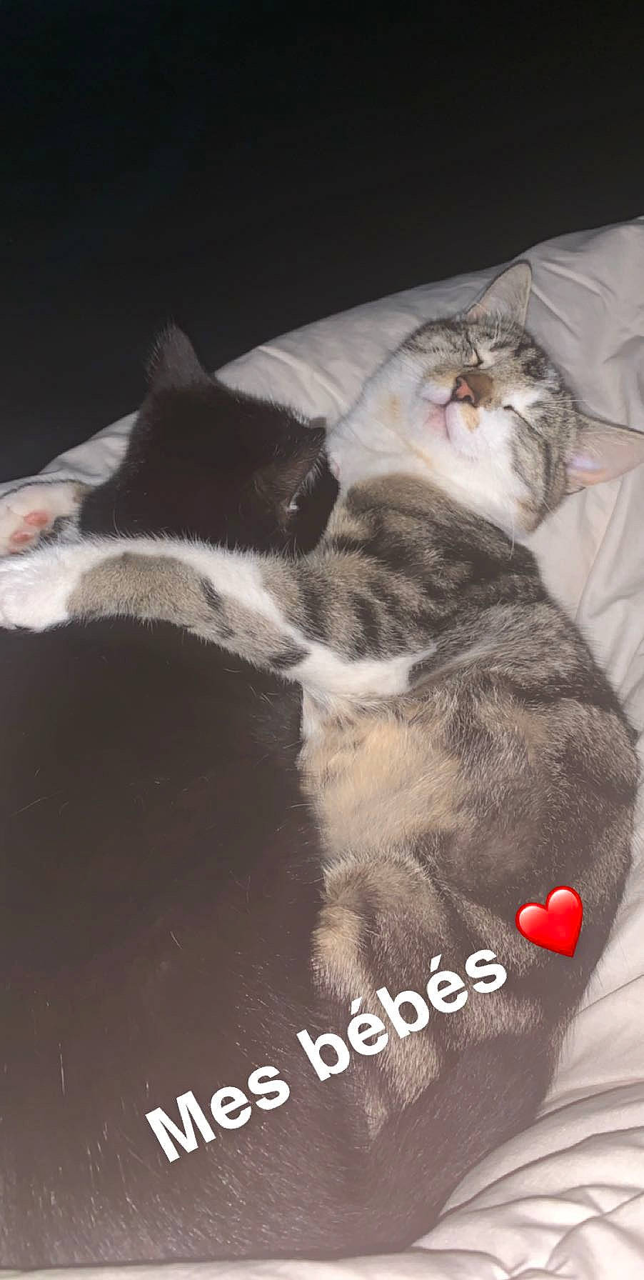 Berlioz a rejoint le concours — aidez-le/la à gagner de superbes lots ! carnivore, cat, domestic_short_haired_cat, european_shorthair, felidae, kitten, nap, norwegian_forest_cat, paw, photo_caption, polydactyl_cat, sleep, small_to_medium_sized_cats, snout, tail, whiskers