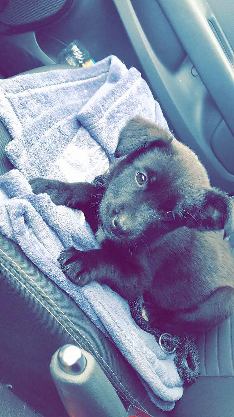 Oslo participe au concours pour gagner de l'argent avec cette photo : canidae, carnivore, dog, dog_breed, puppy, snout, sporting_group