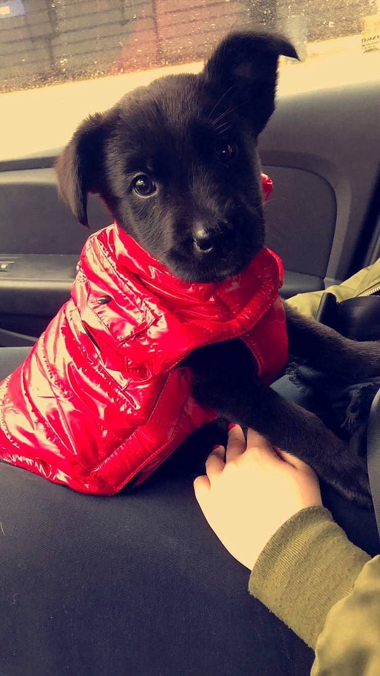 Oslo participe au concours pour gagner de l'argent avec cette photo : canidae, carnivore, companion_dog, dog, dog_breed, dog_clothes, non_sporting_group, puppy, puppy_love, schipperke, snout, sporting_group, toy_dog