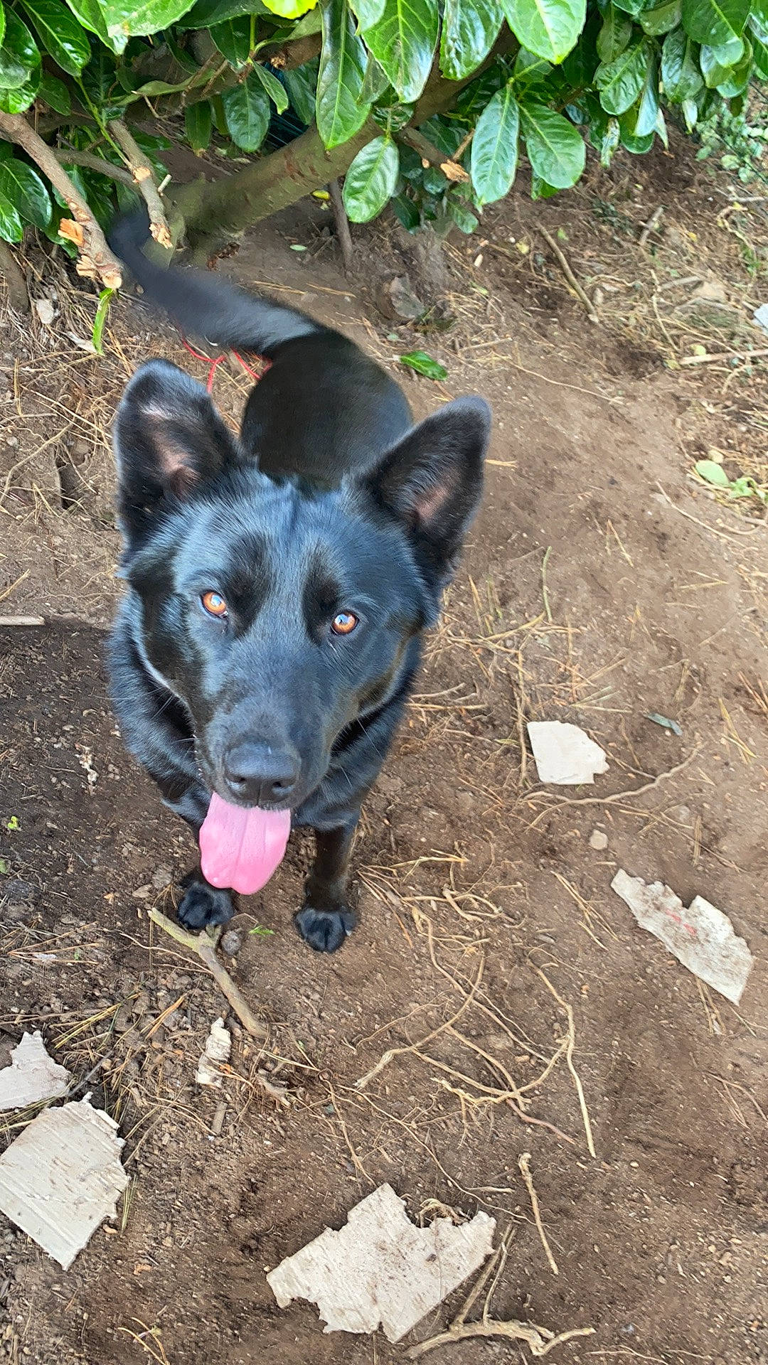 Oslo participe au concours pour gagner de l'argent avec cette photo : canidae, carnivore, dog, dog_breed, formosan_mountain_dog, mammal, soil