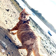 Toulouse participe au concours pour gagner de l'argent avec cette photo : cat, orange_cat, fluffy, sand, beach, harness, outdoor, water, shoreline, curious, animal, pet, feline, nature, sunlight, walking, tail, rock, daytime, looking_back