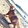 cat, orange_cat, fluffy, sand, beach, harness, outdoor, water, shoreline, curious, animal, pet, feline, nature, sunlight, walking, tail, rock, daytime, looking_back