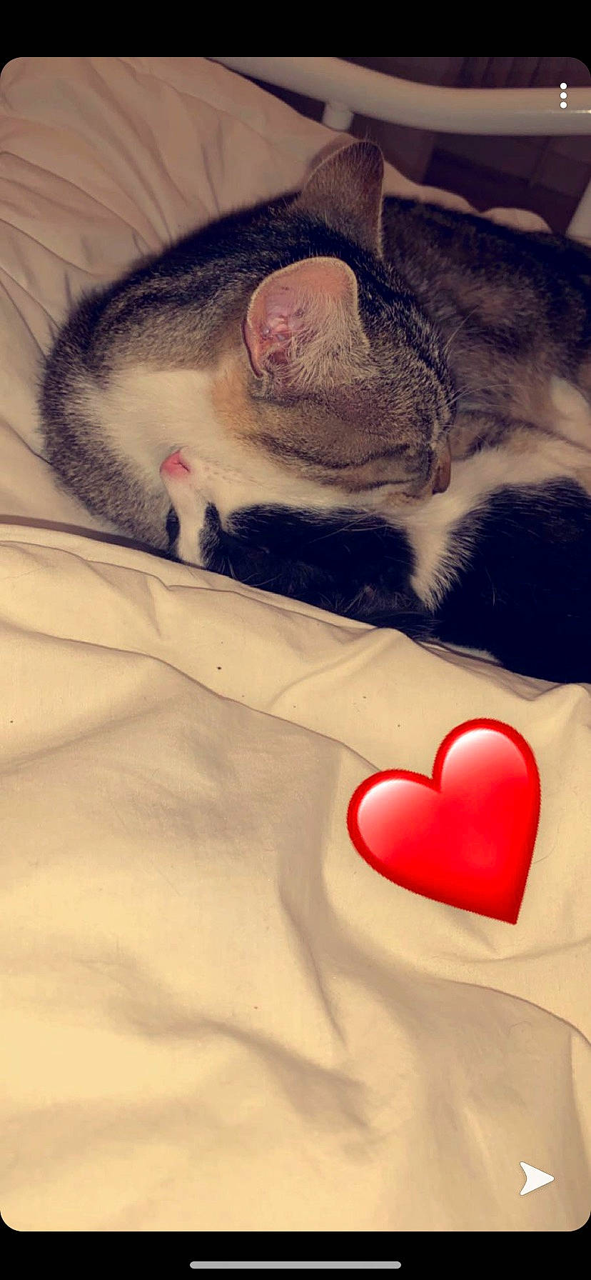 Moon participe au concours pour gagner de l'argent avec cette photo : cat, ear, eye, flesh, fur, heart, human_body, lip, love, nap, nose, organ, paw, puppy_love, sleep, snout, whiskers