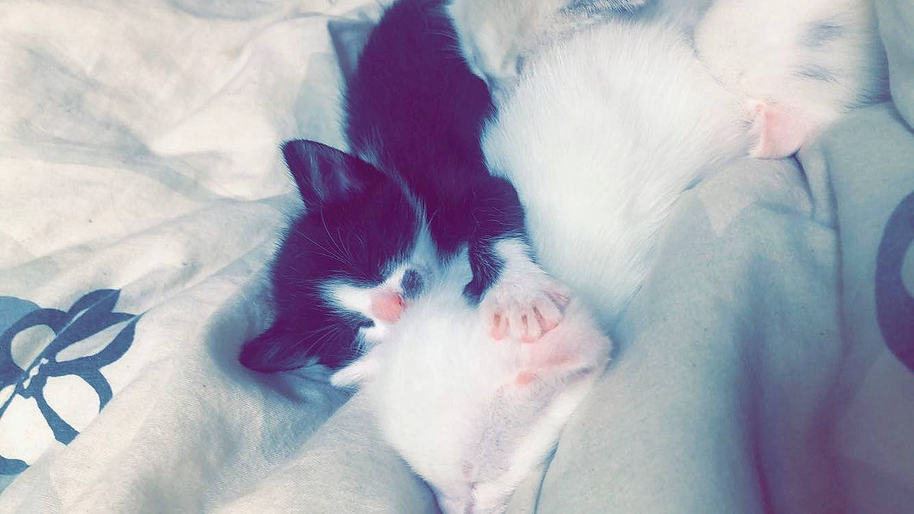 Moon participe au concours pour gagner de l'argent avec cette photo : canidae, carnivore, cat, ear, felidae, fur, kitten, nap, norwegian_forest_cat, paw, puppy, sleep, small_to_medium_sized_cats, tail, turkish_angora, turkish_van, whiskers