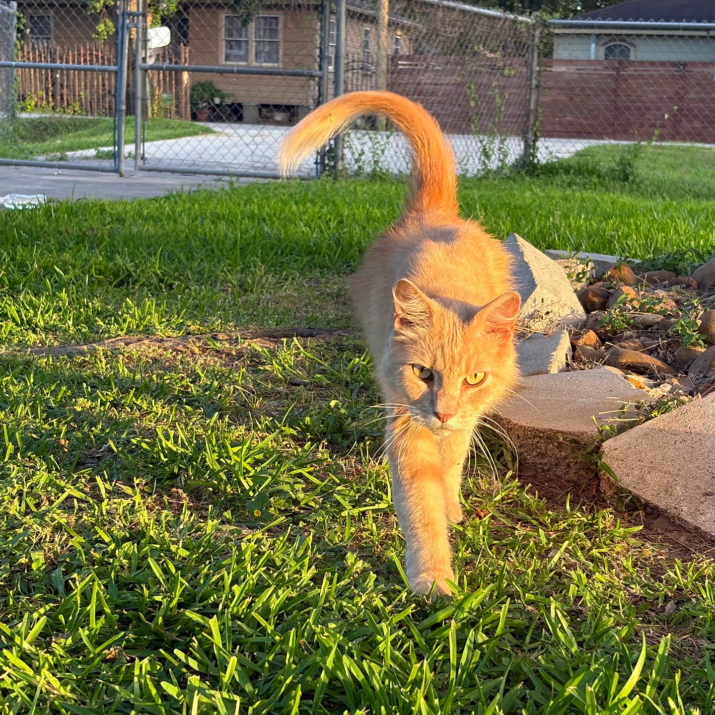 Sir France joined the competition — help win amazing prizes! animal, cat, cute, daylight, domestic_cat, fence, focused, garden, grass, greenery, mammal, nature, orange_cat, outdoor, pet, stones, sunlight, tail_up, walking, yard
