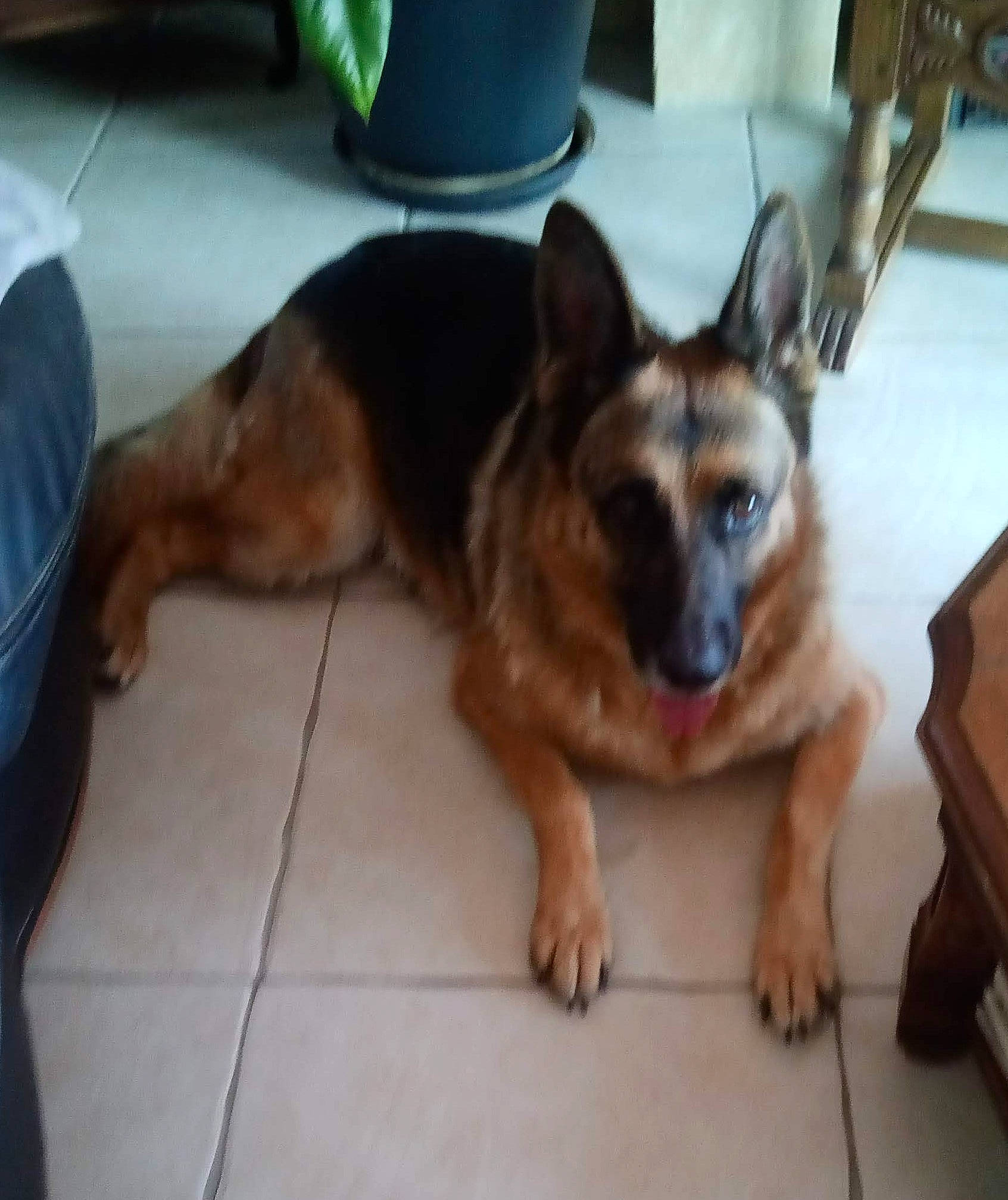 Jadou participe au concours pour gagner de l'argent avec cette photo : canidae, carnivore, companion_dog, dog, dog_breed, ear, east_european_shepherd, fawn, flooring, fur, german_shepherd_dog, herding_dog, king_shepherd, paw, puppy, snout, sporting_group, terrestrial_animal, working_animal, working_dog