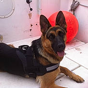 Jadou participe au concours pour gagner de l'argent avec cette photo : alert, animal, black_harness, boat_interior, canine, dog, ears_up, fur, german_shepherd, indoor, looking_at_camera, muzzle, orange_buoy, paw, pet, relaxed, resting, rope, tongue_out, white_surface
